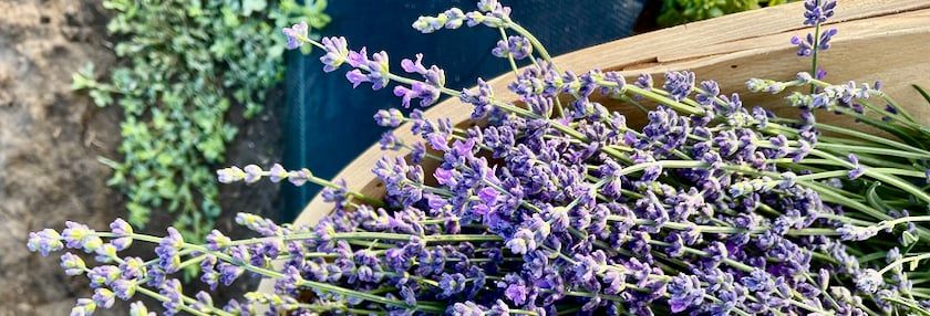 Lovely, Lilting Lavender