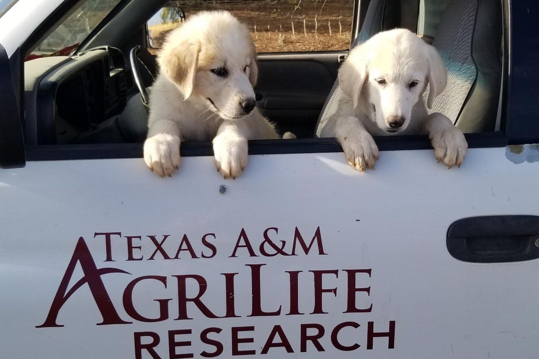 Selection, Bonding & Early Management Strategies 