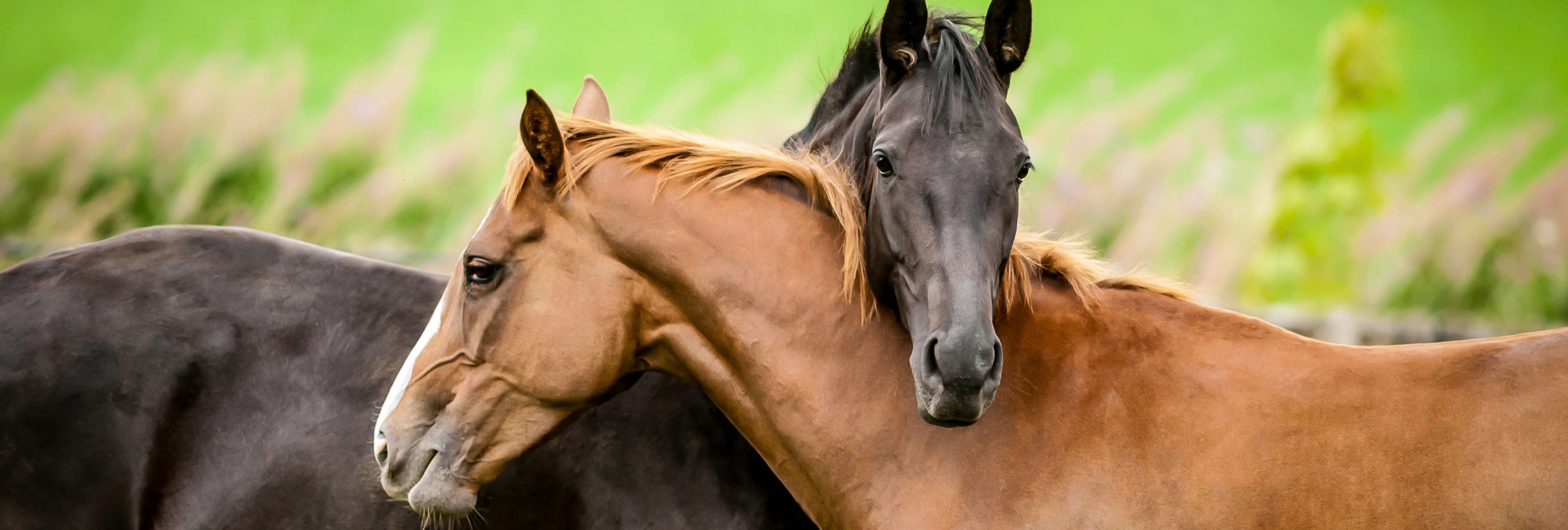 The Mare vs. Gelding Debate