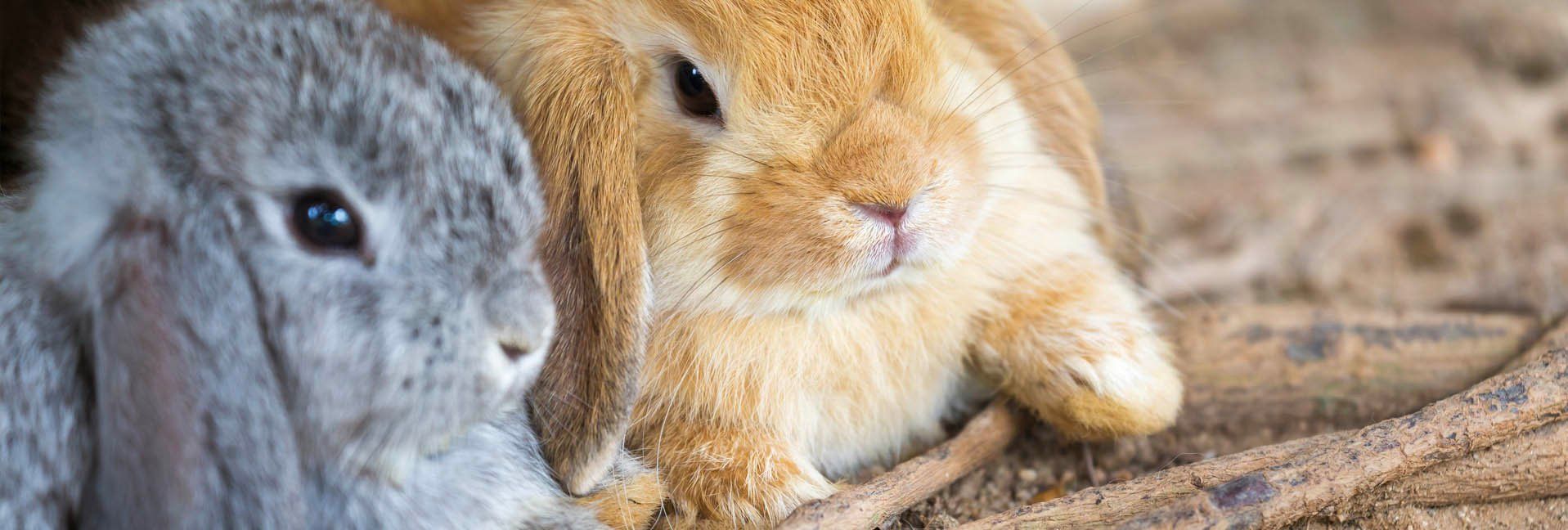 Dutch Treats - The Endearing Holland Lop