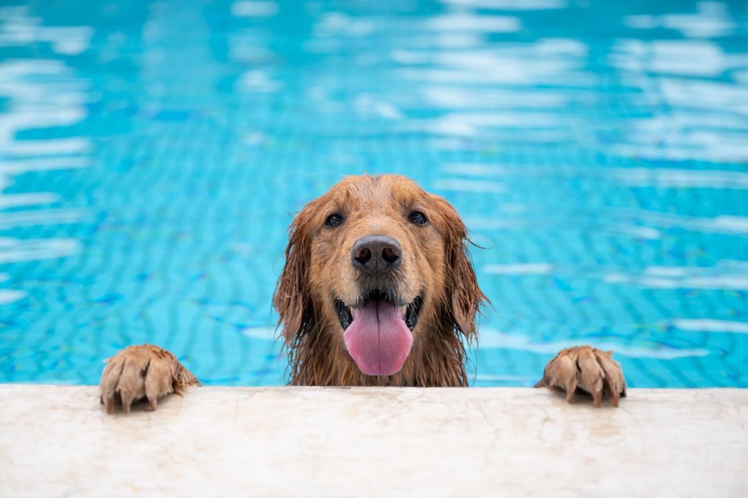 The Summer Survival Playbook