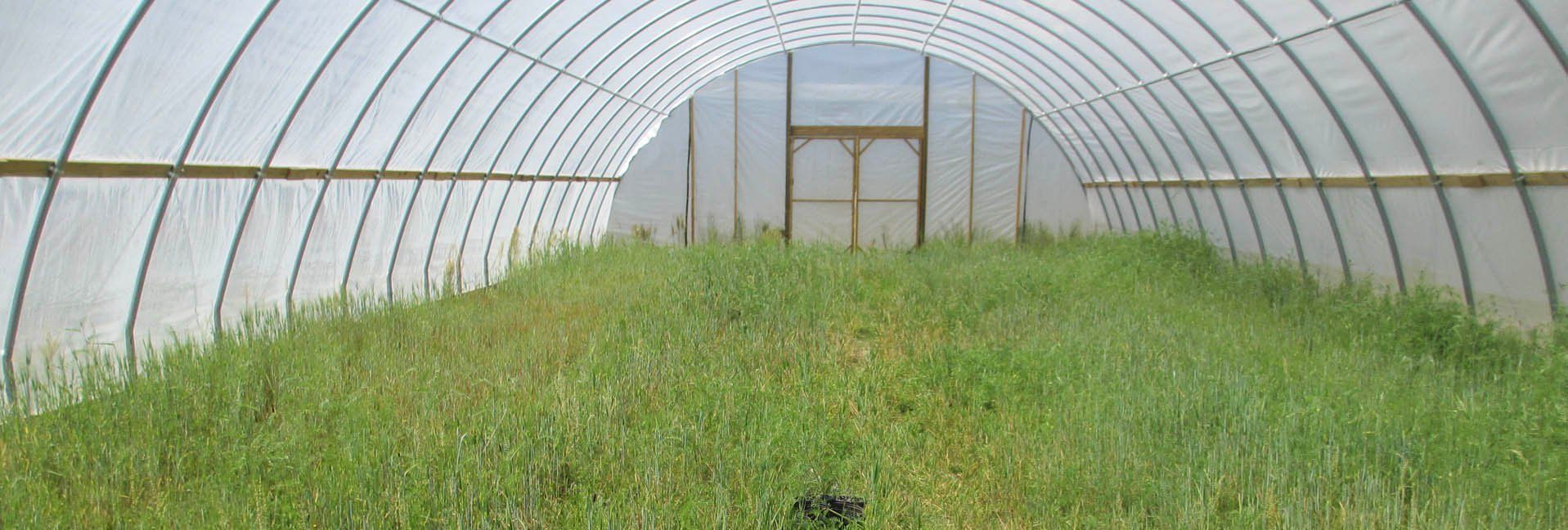 Cover crops have surprising benefits in high tunnels