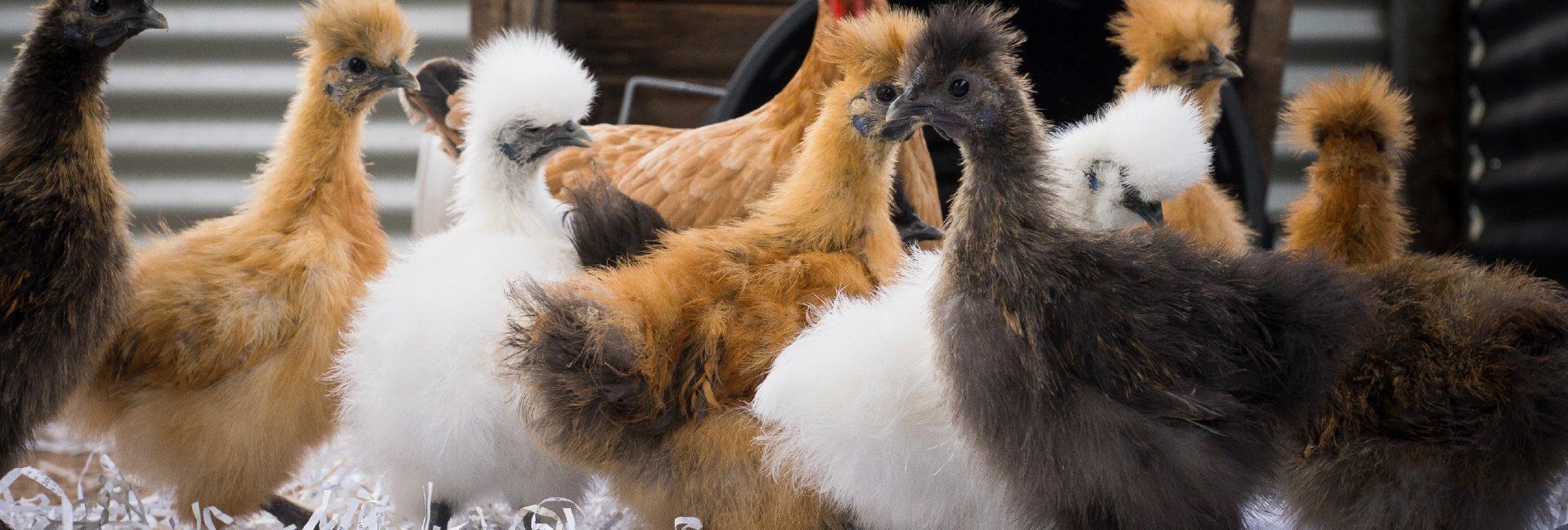Silkie Chicken: The Ultimate Guide - My Pet Chicken