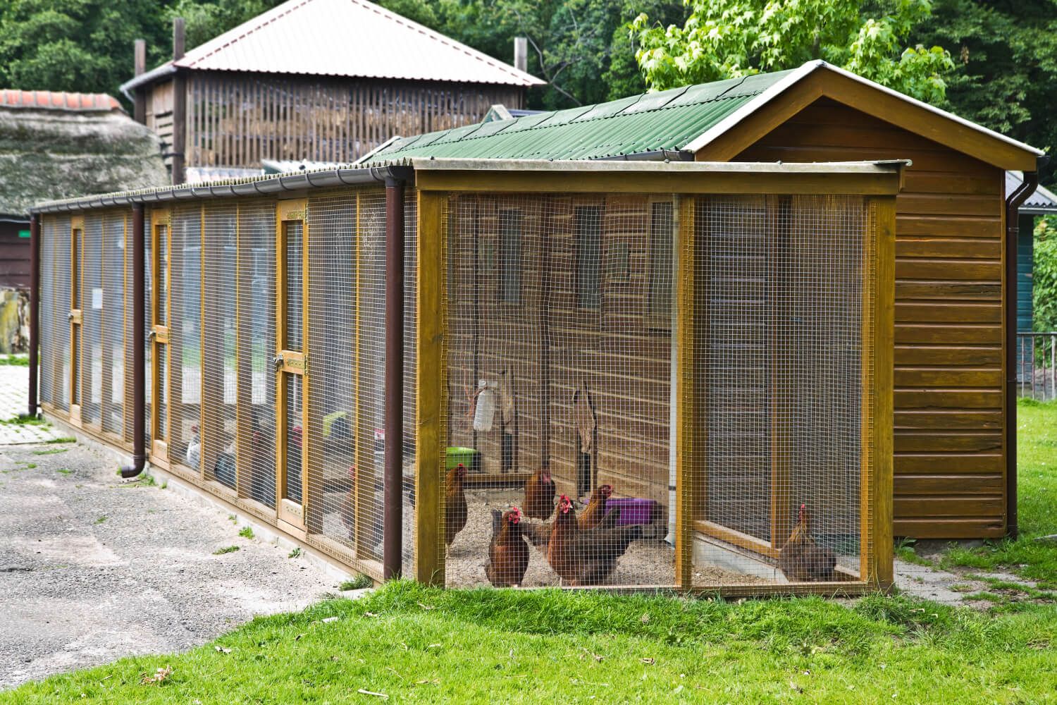 Backyard Chicken Runs