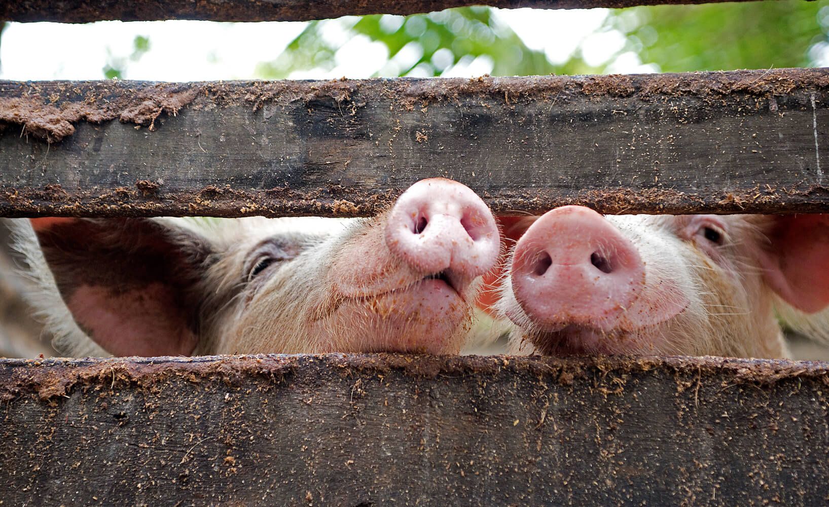 MVPs of the Barn