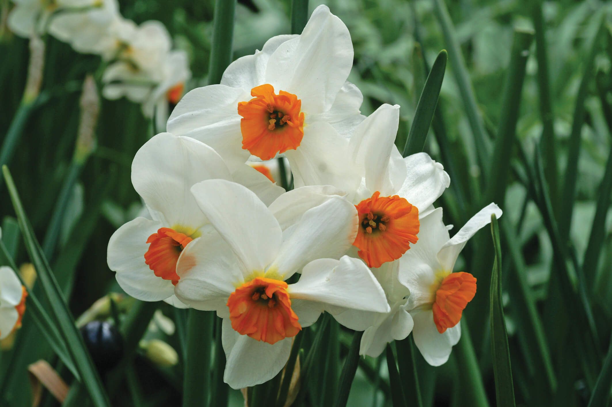 Daffodils: A Garden Staple