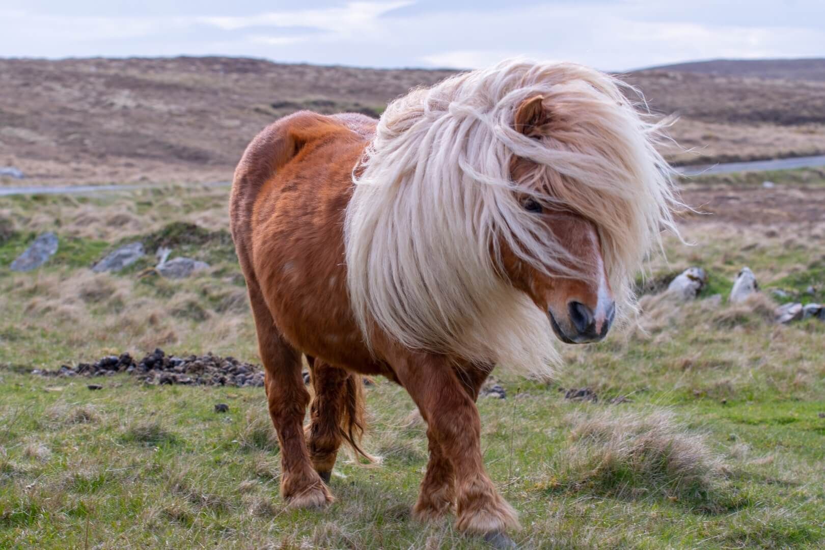 Horse Breeds Built for Winter Weather Success