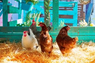 Protecting Your Flock