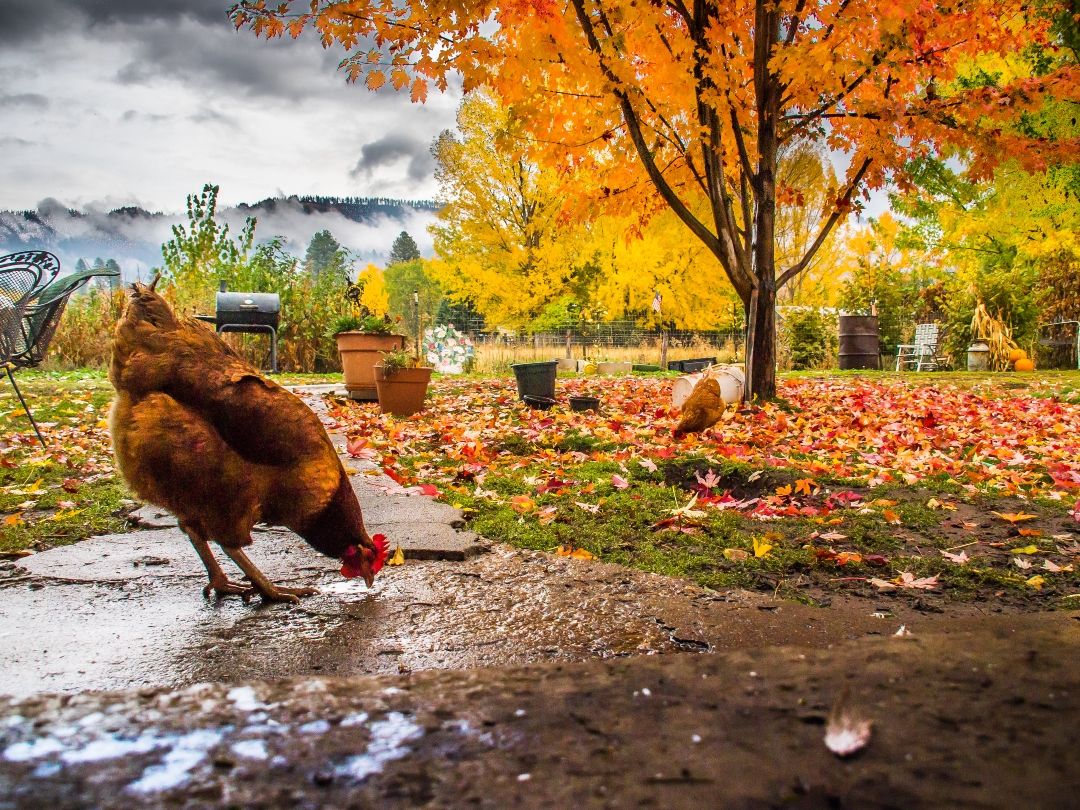 Fall Flock Health Check