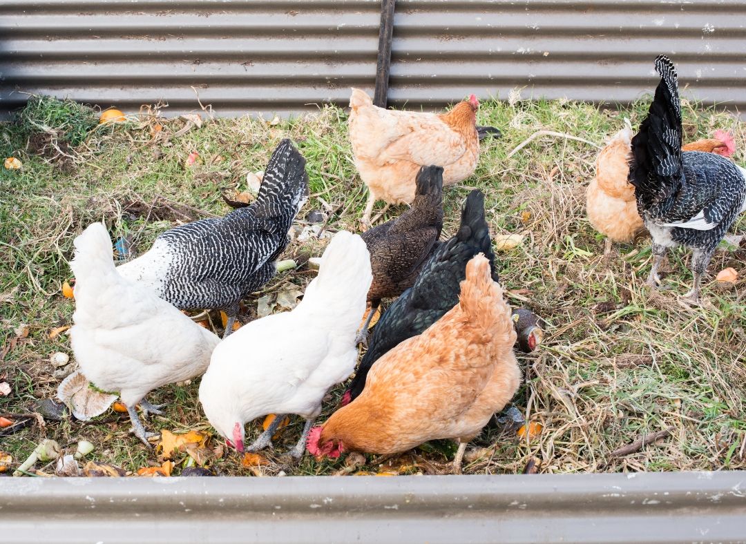 Smart Snacks for Your Flock