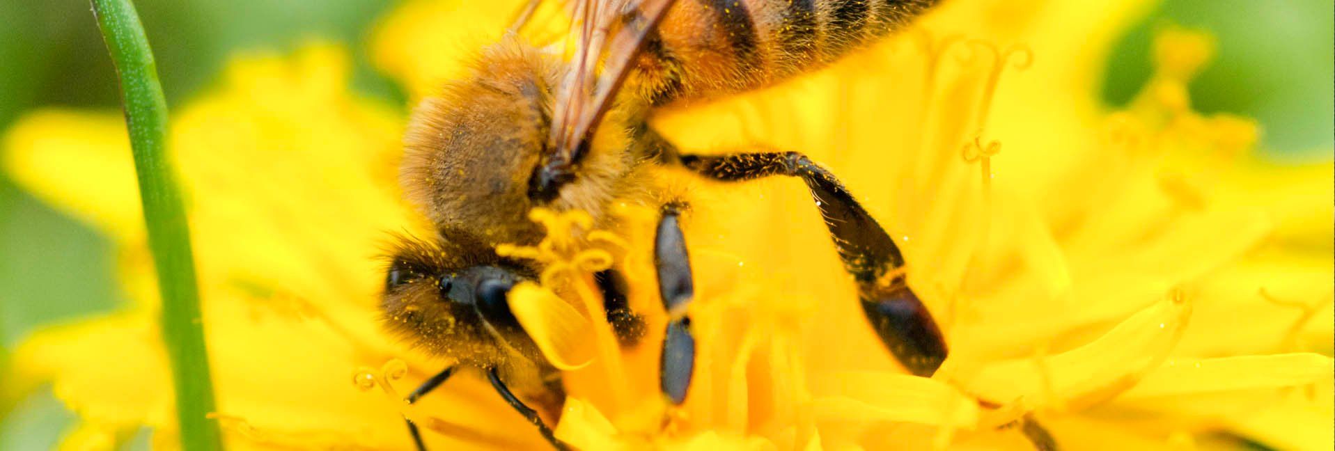 You’ve Got a Friend in Bees - Planting bee-friendly flowers