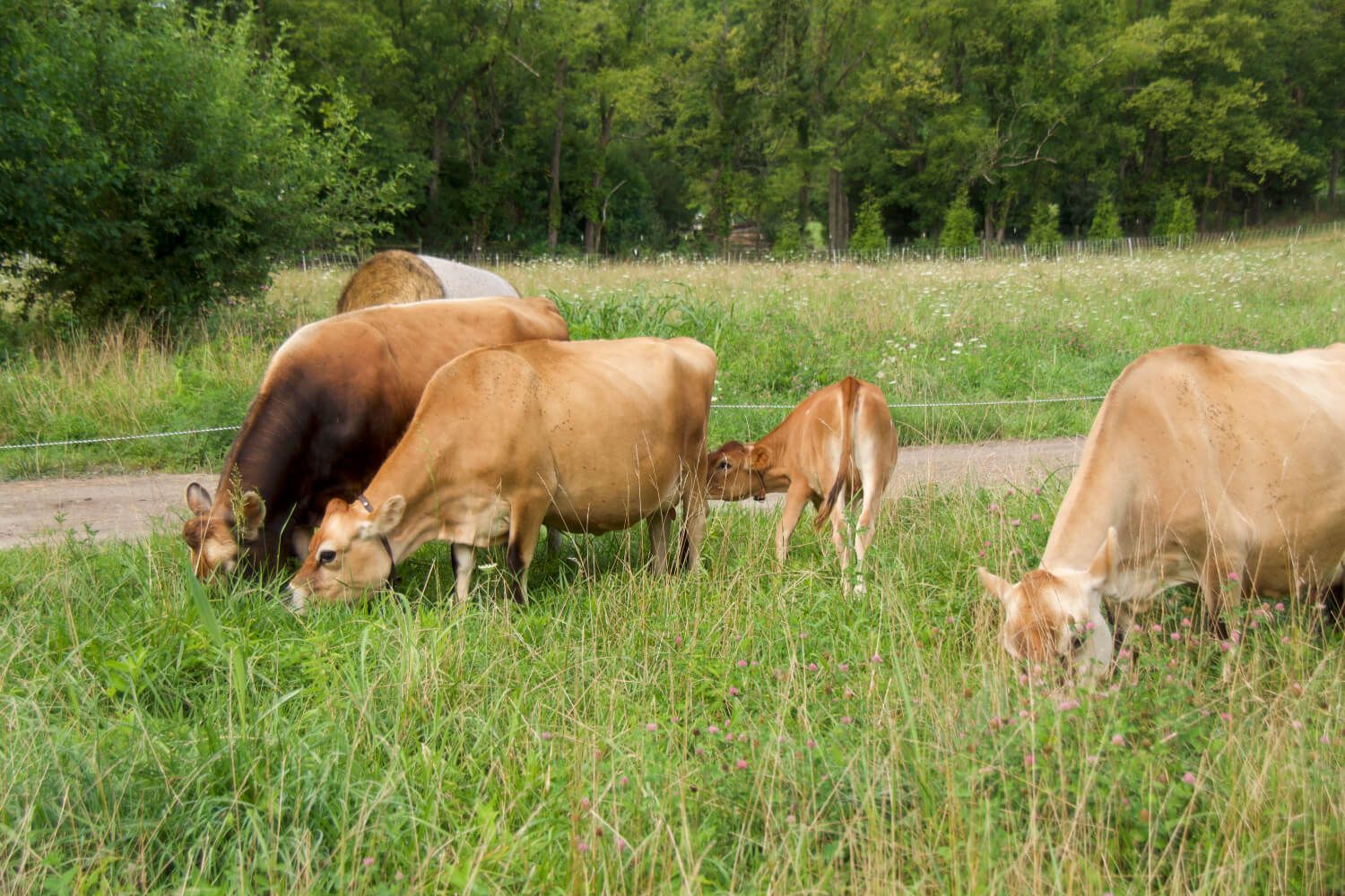 The Mini Dairy Revolution