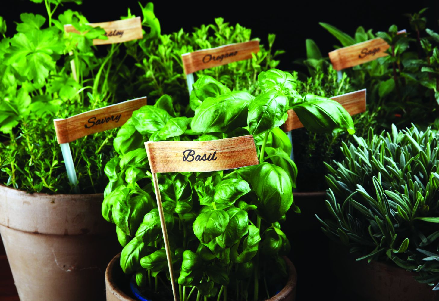 5 Must-Grow Edible Herbs for Your Garden in 2025