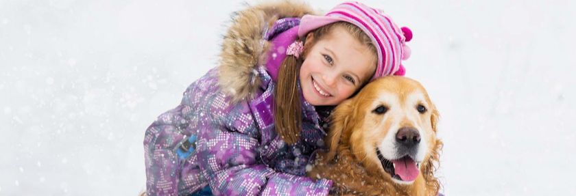 6 Things to Love about Goldens