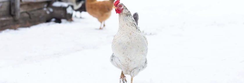 Winter Boredom Busters for Your Flock
