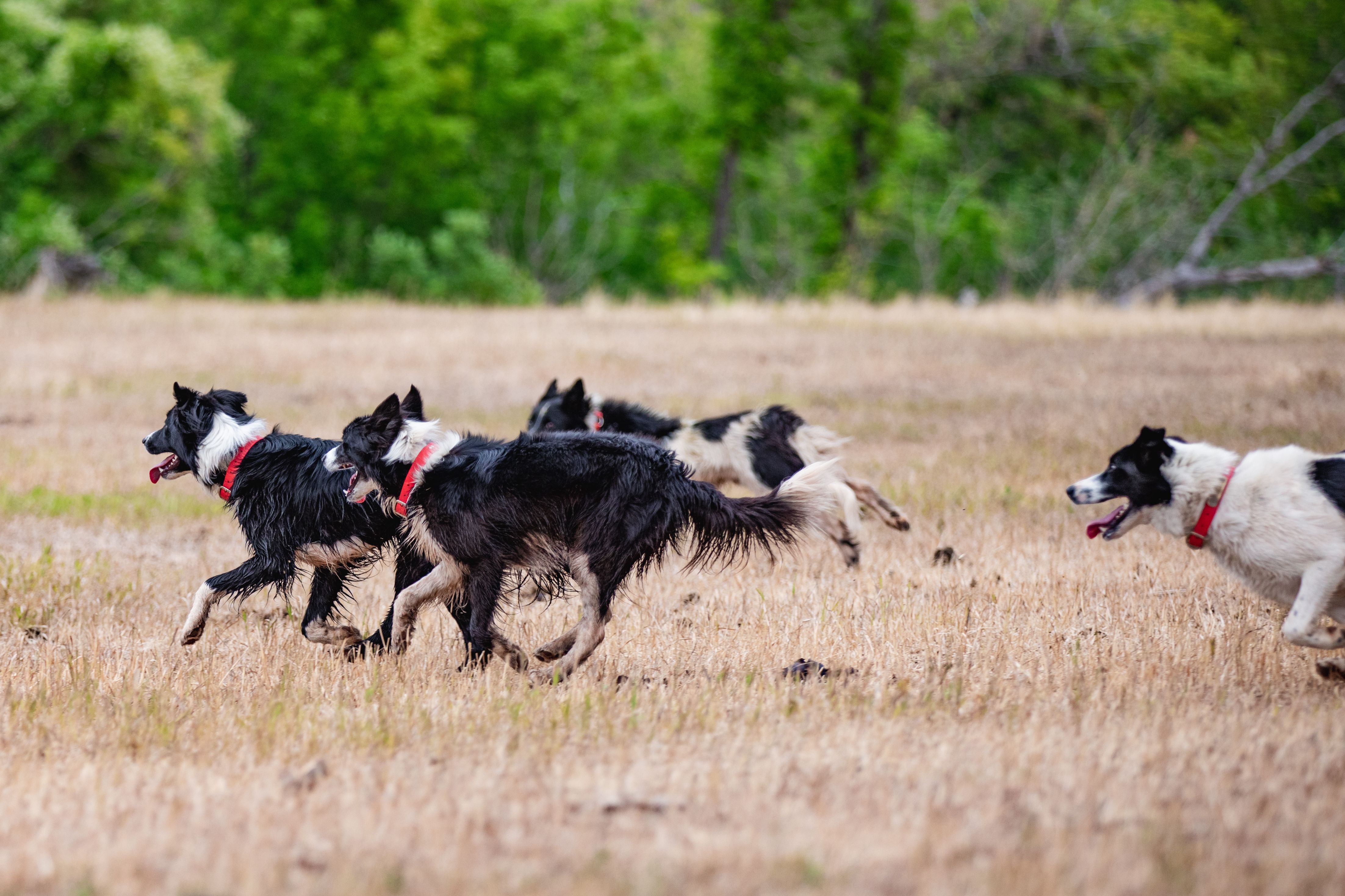 Revival of Farm Dogs