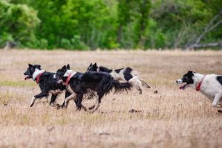 Revival of Farm Dogs