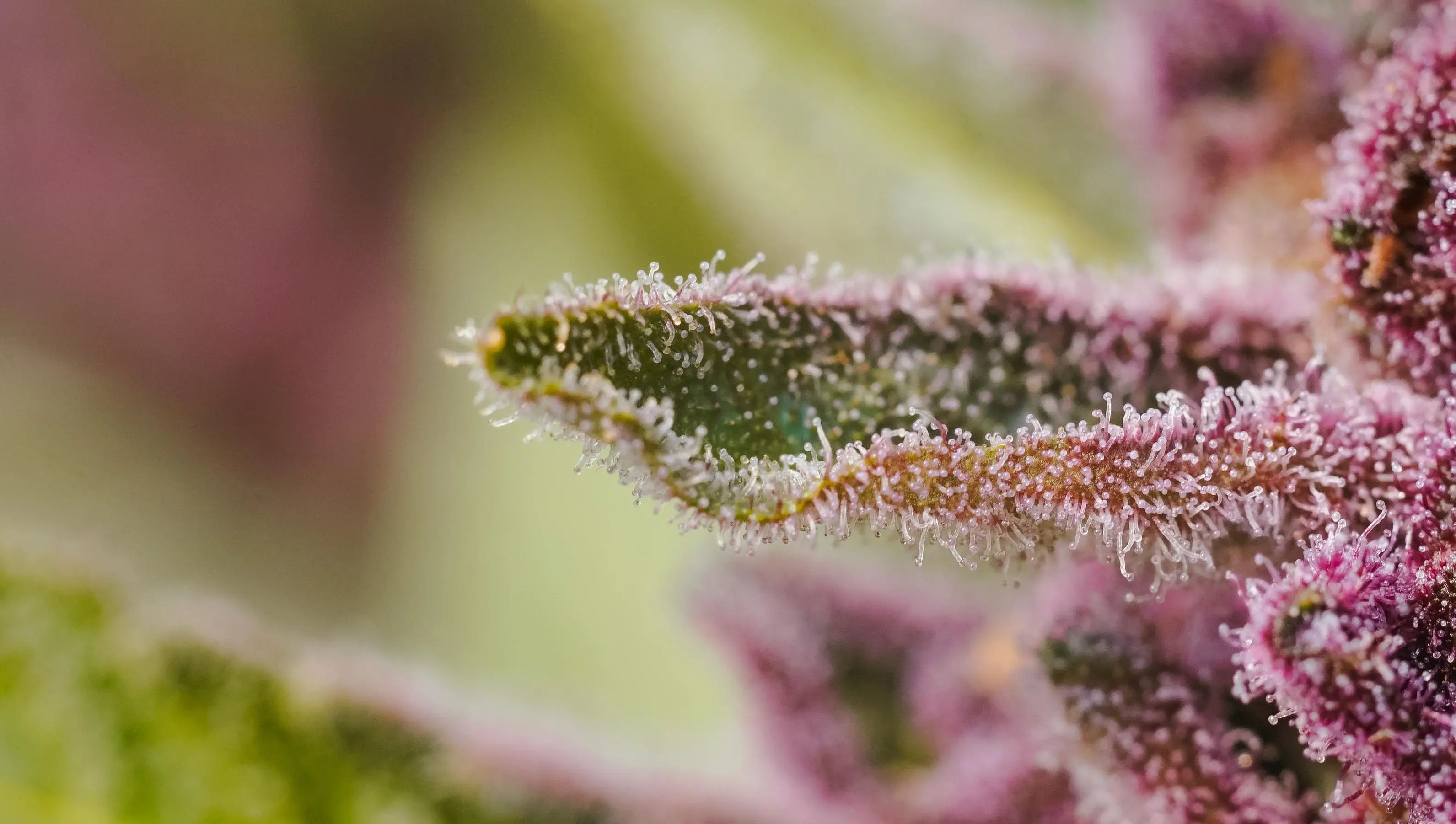thca cannabinoid