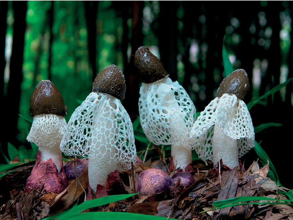 FairyVeil™