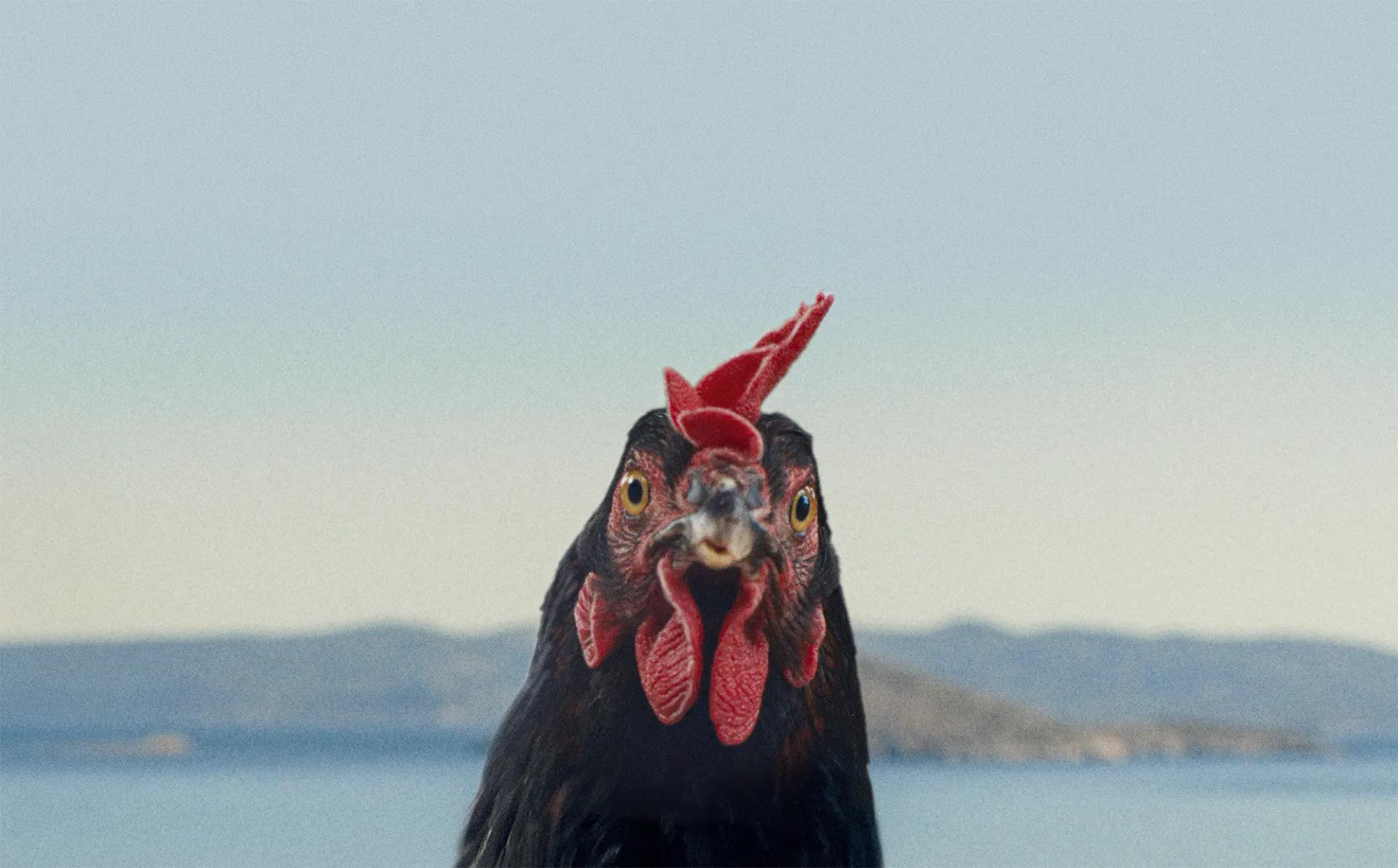 Hen - Storia Di Una Gallina