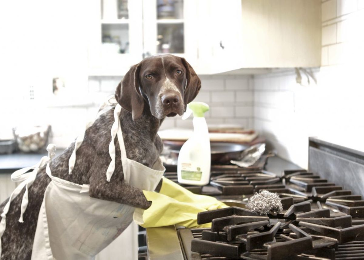 Cleaning Tips for Pet Parents