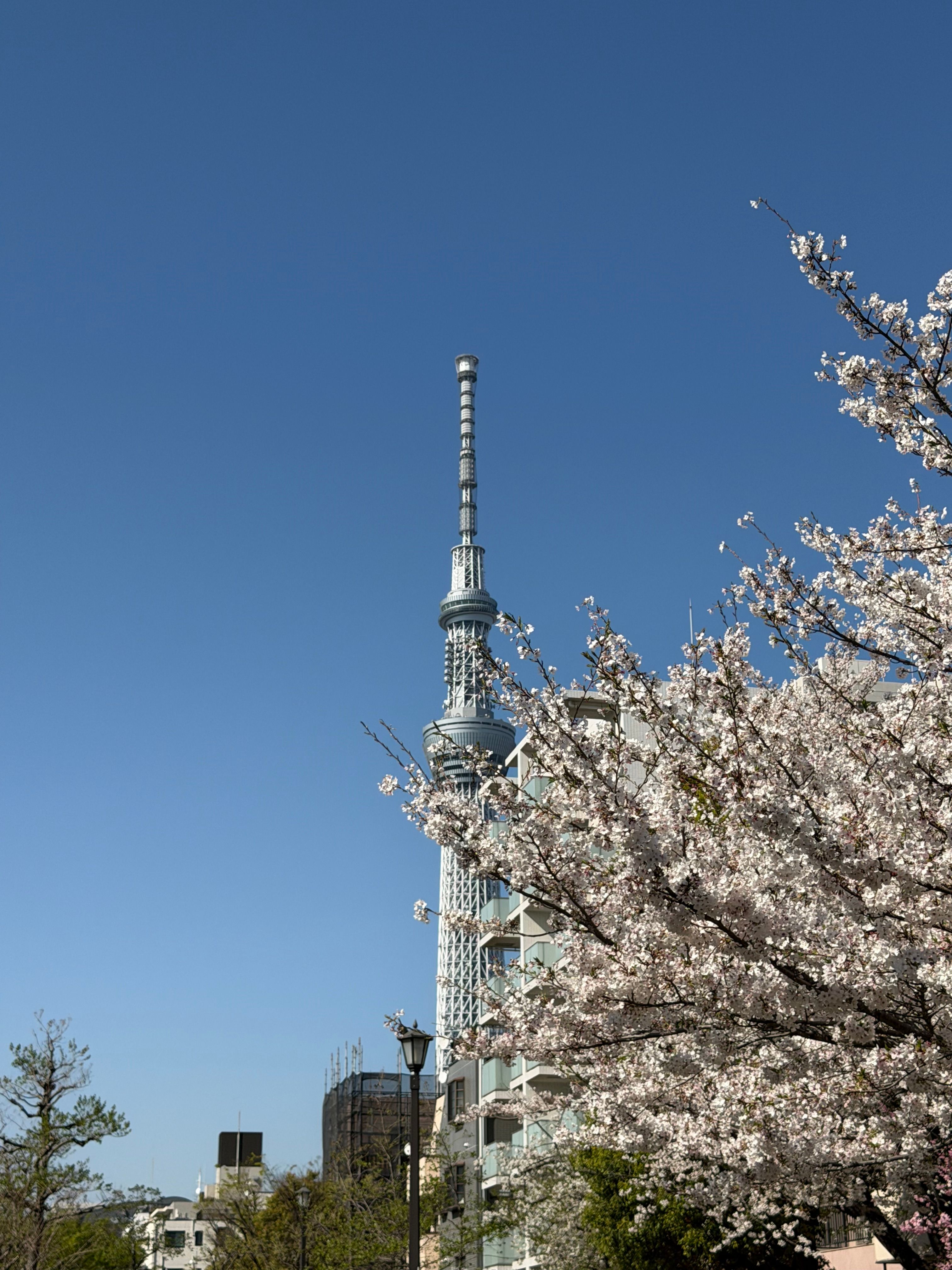 東京スカイツリーと桜