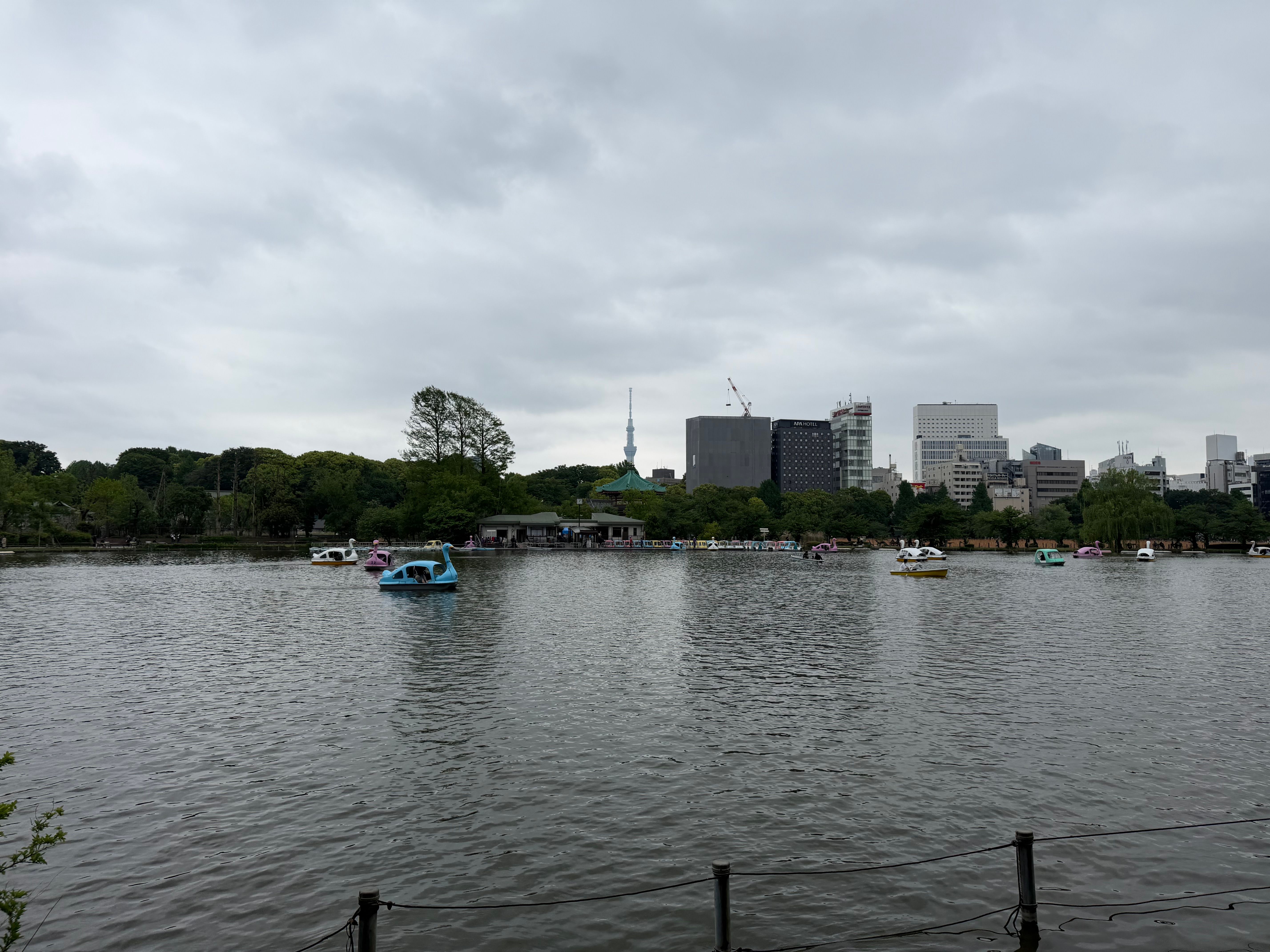 不忍池は多くのボートが出ていました。スカイツリーも見えます。