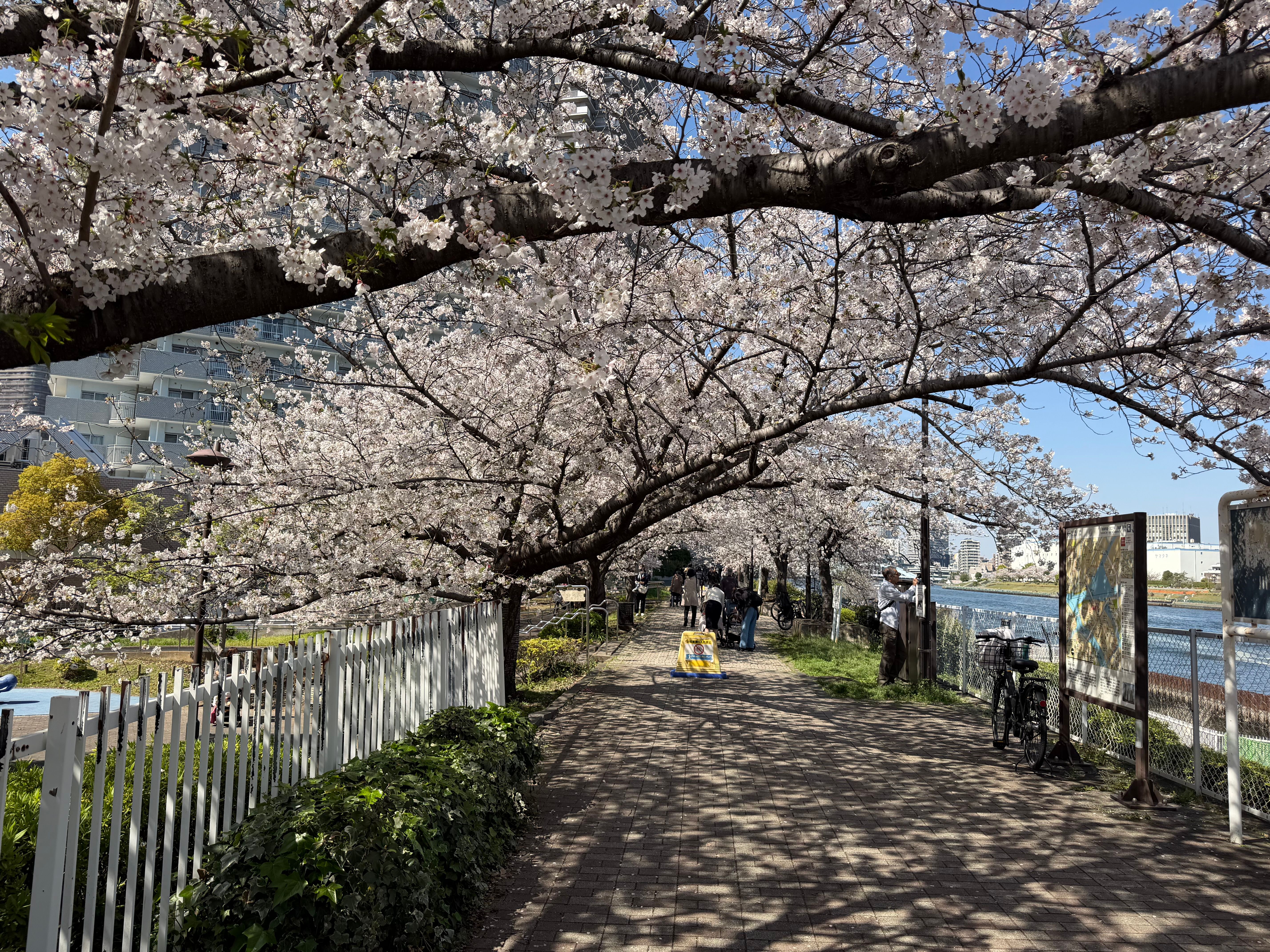 相生橋の手前の桜