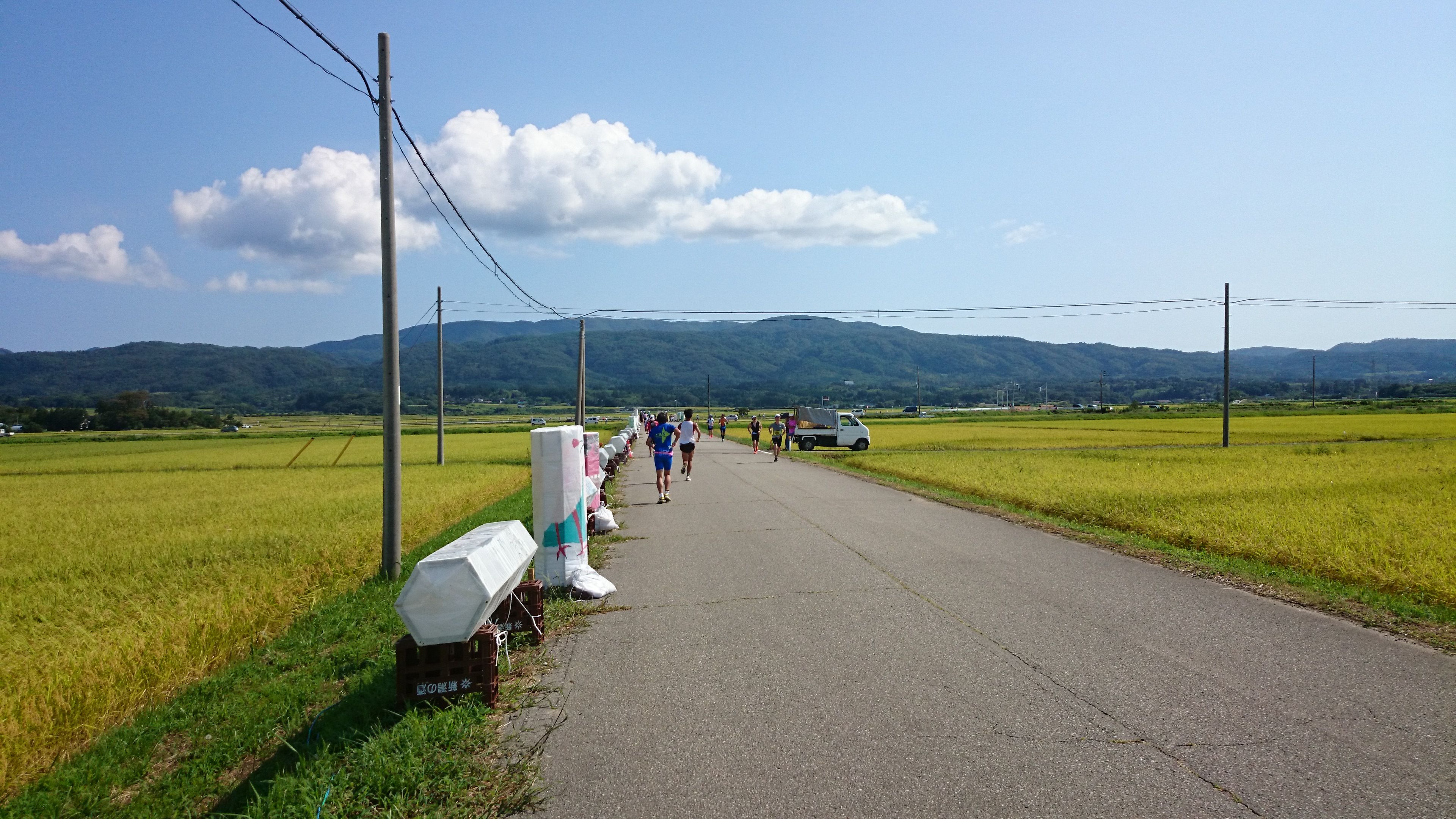 ランはこんな感じの田んぼの中を