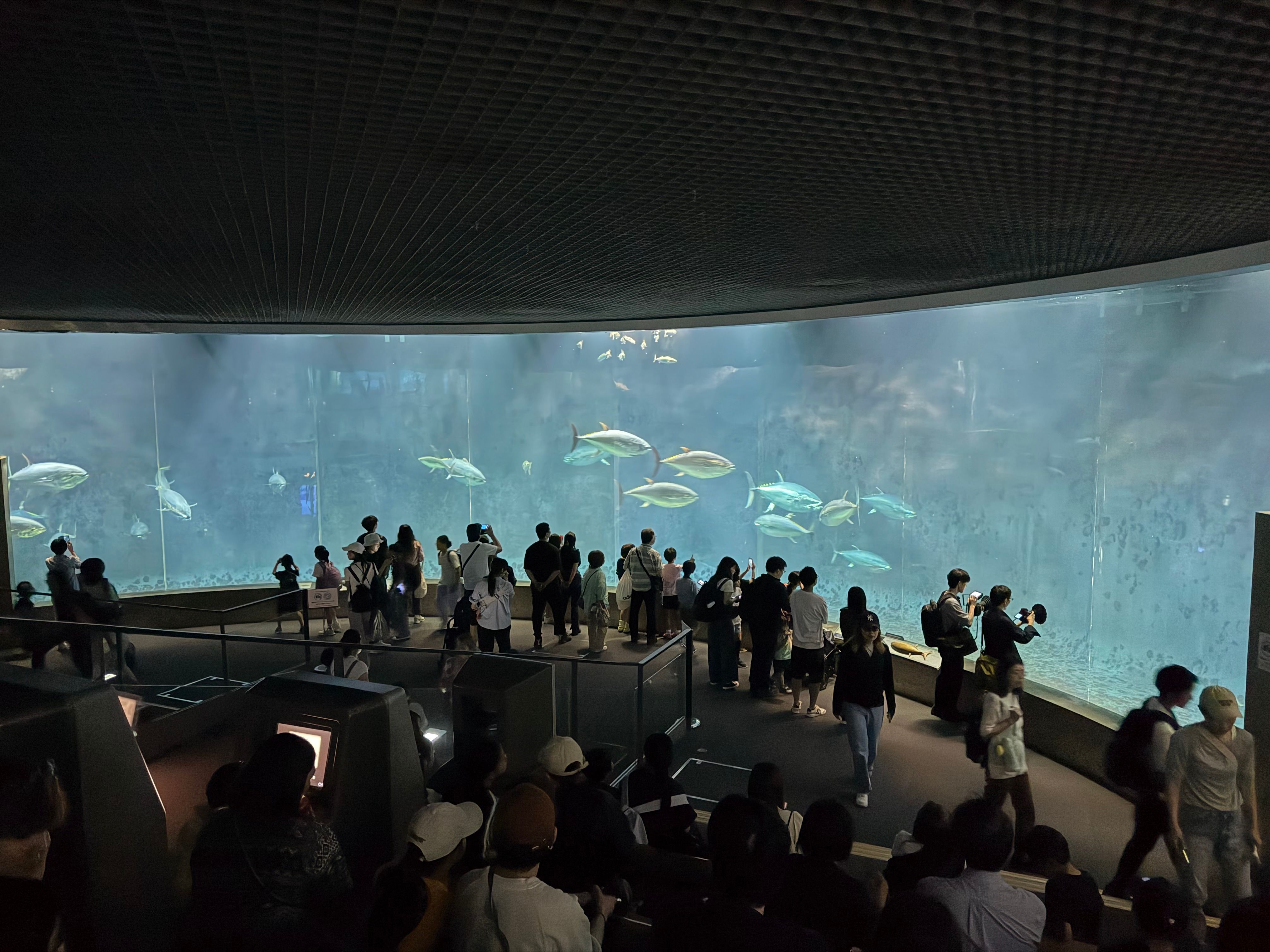 マグロの水槽、それなりにでかい