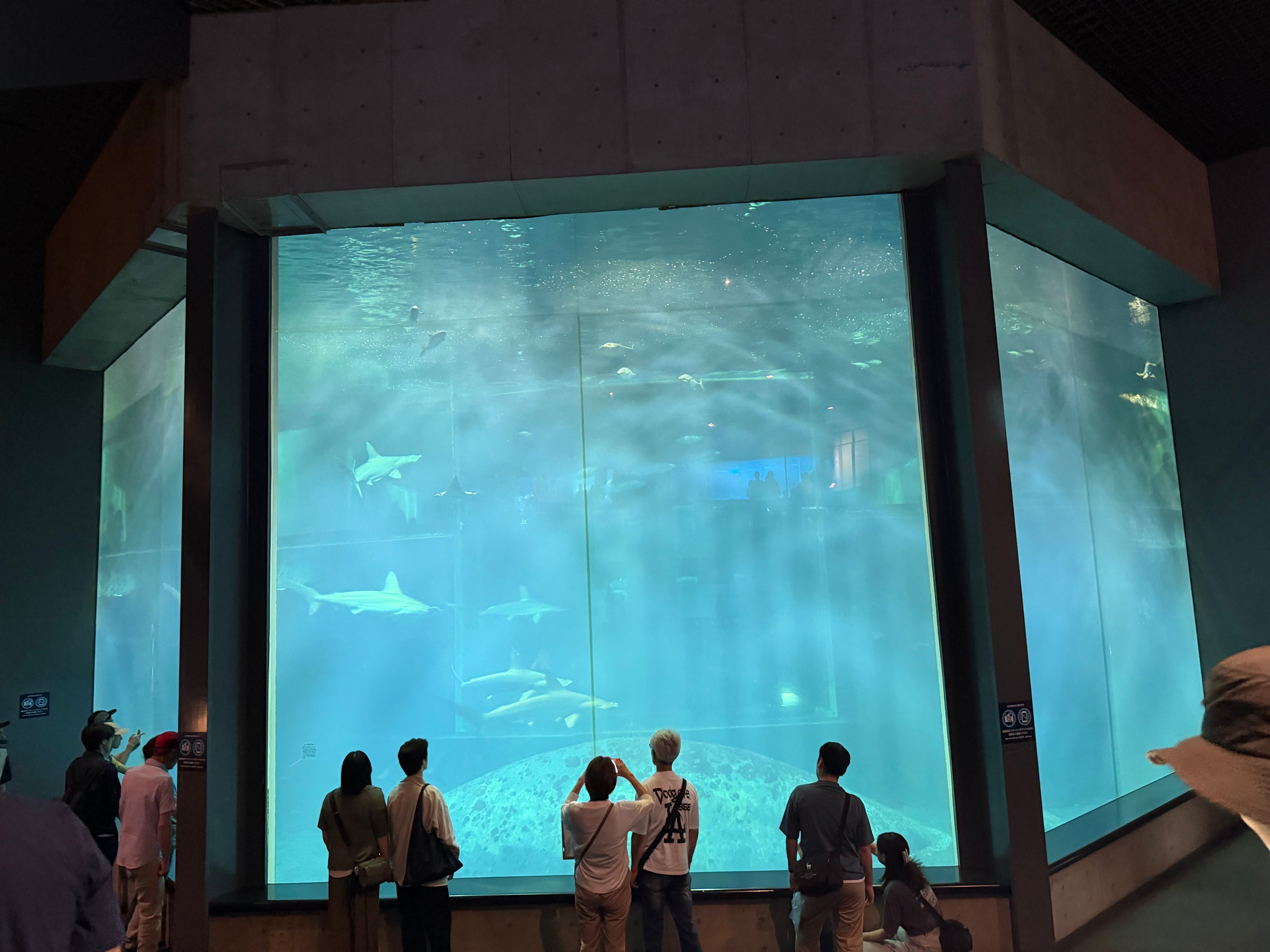 サメの水槽