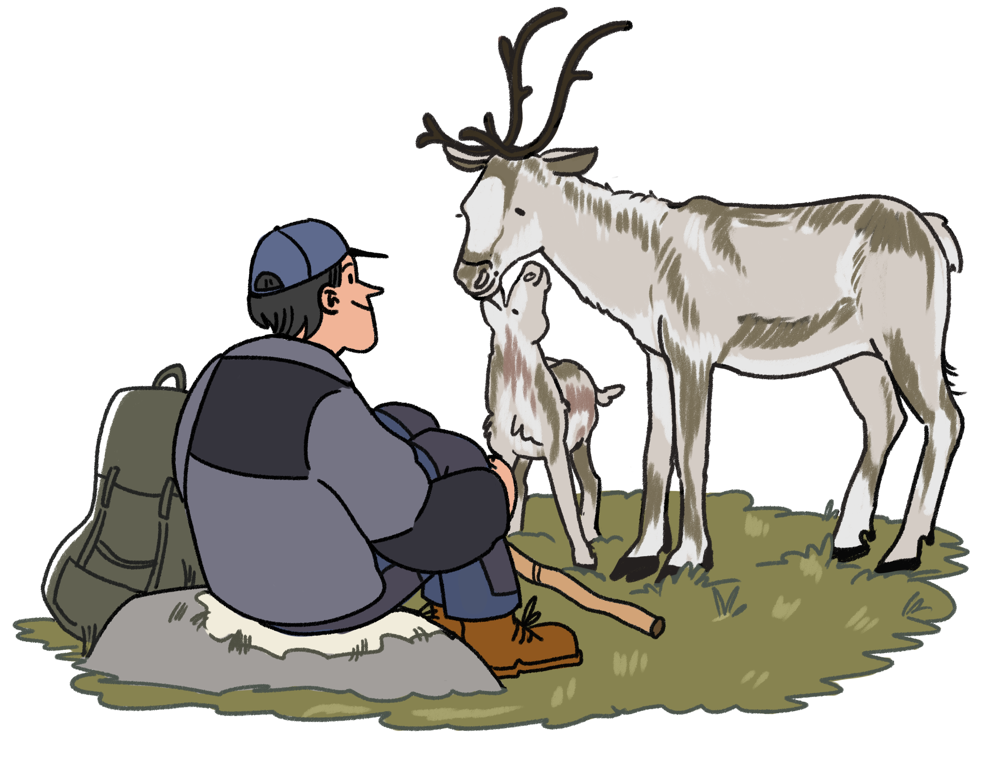 Illustrasjon av samisk gutt som sitter i naturen og ser på reinsdyr.