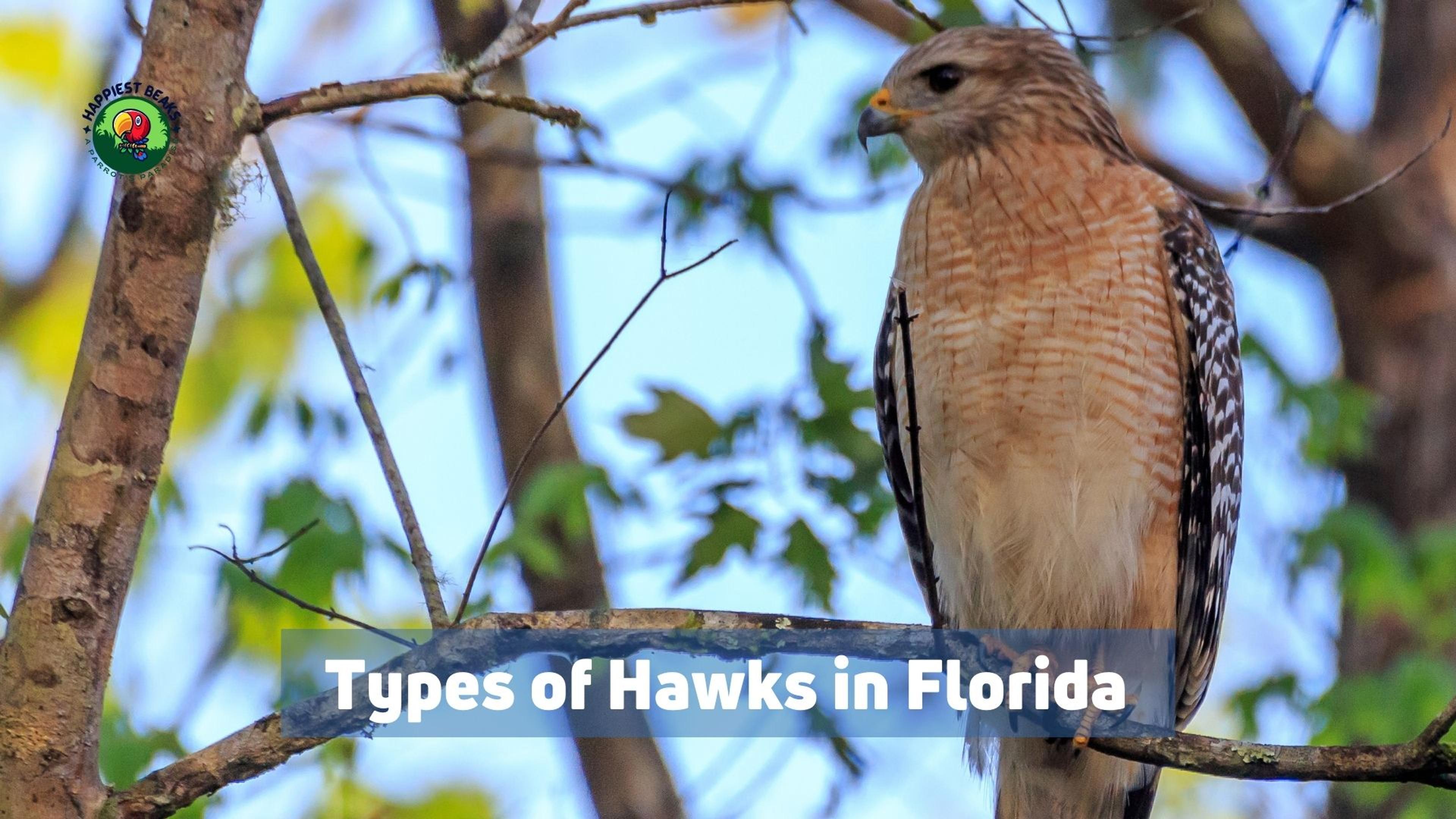 Types of Hawks in Florida