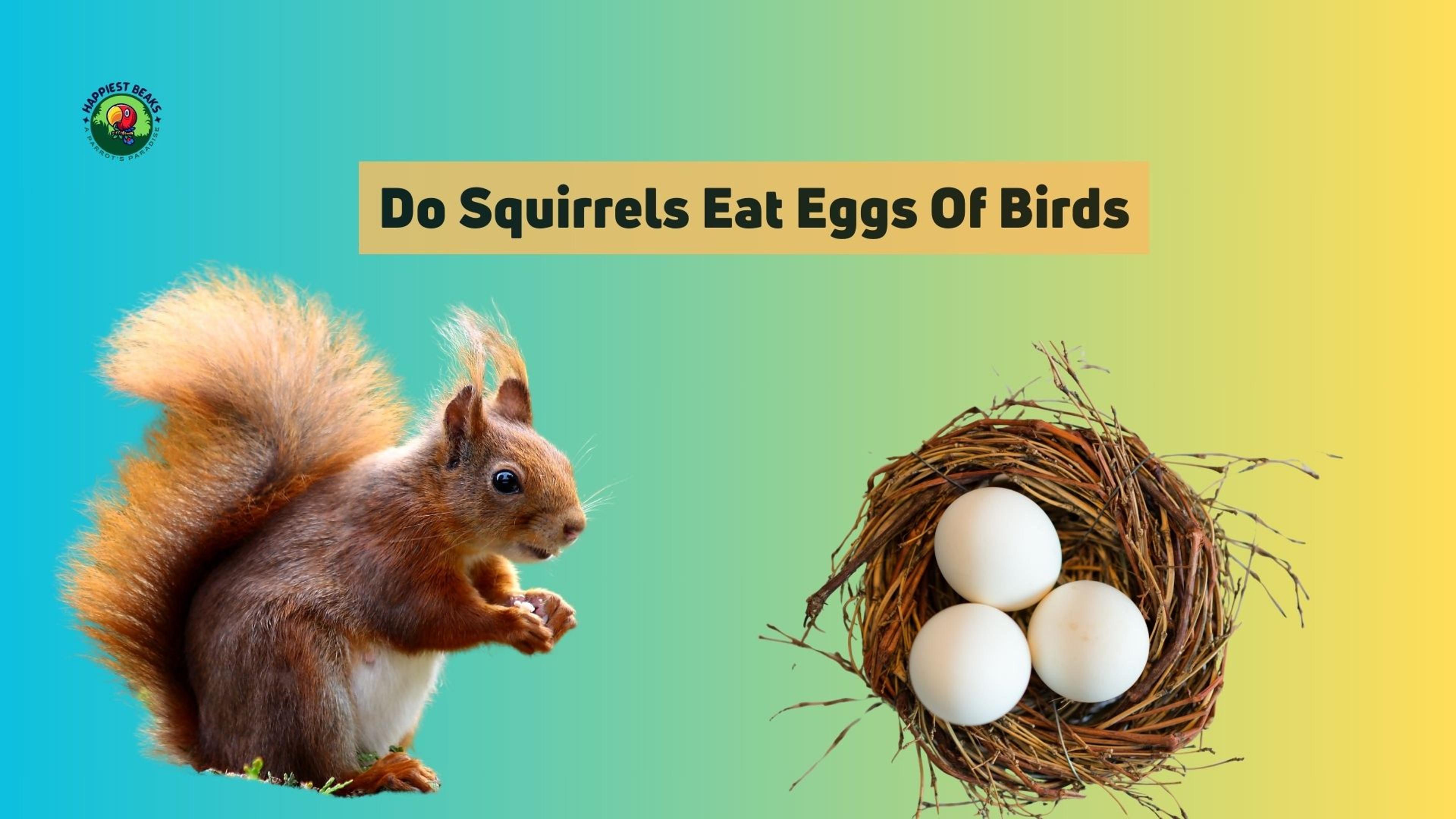 Do Squirrels Eat Eggs of Birds