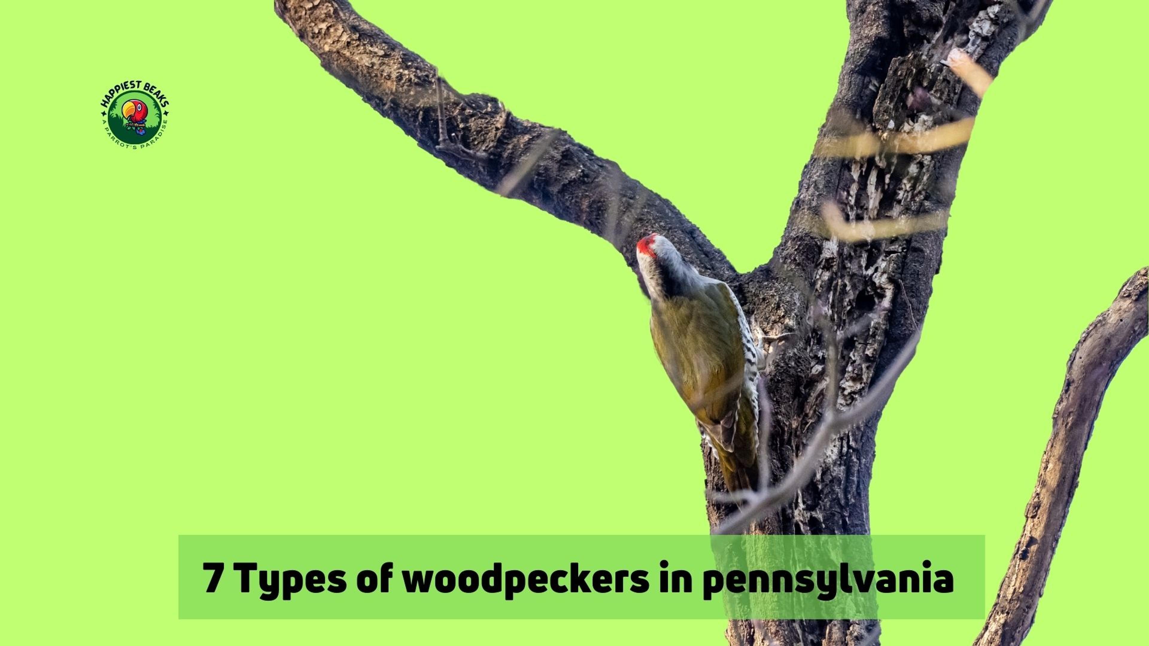 Types of Woodpeckers in Pennsylvania