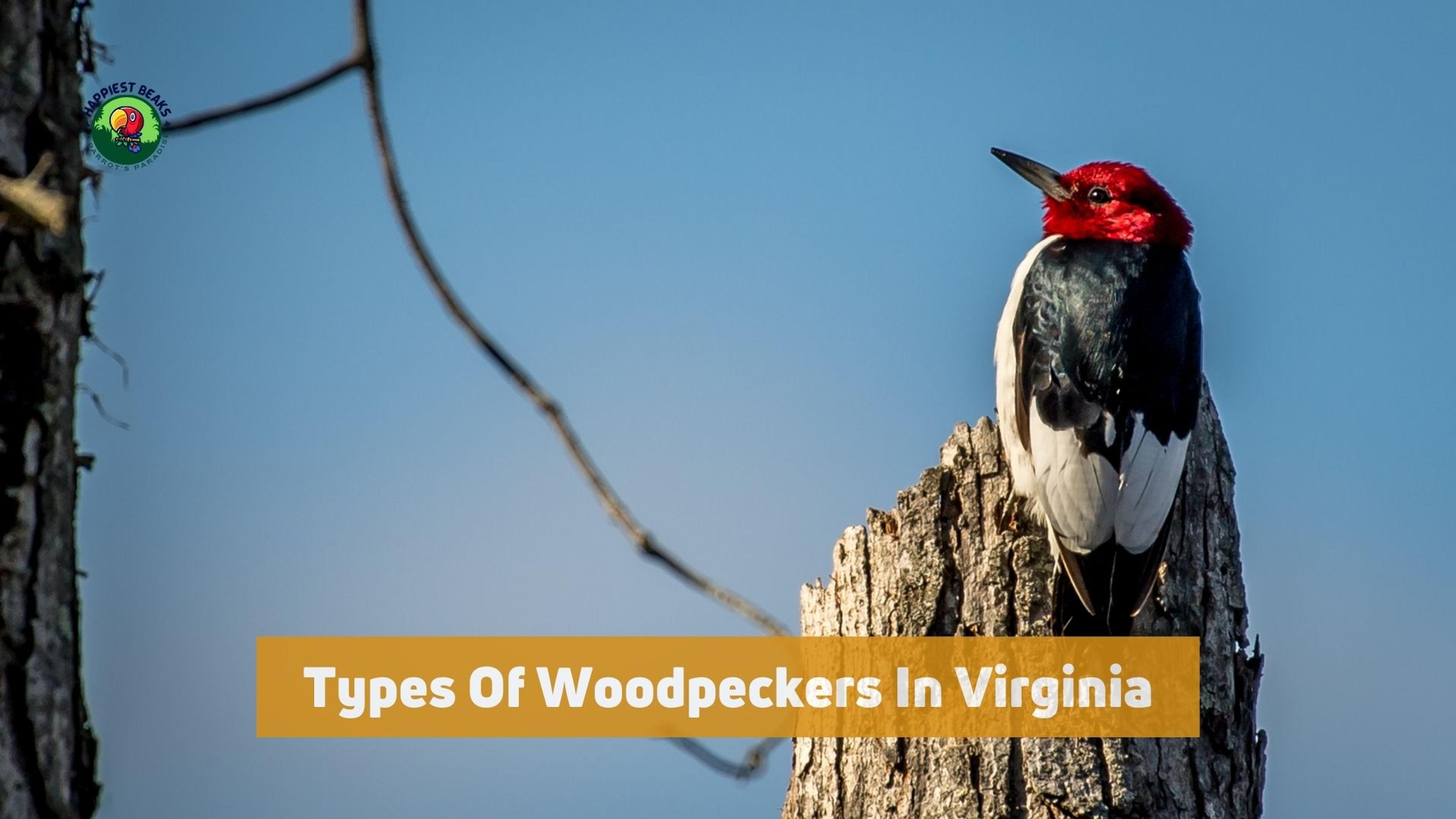 Types Of Woodpeckers In Virginia