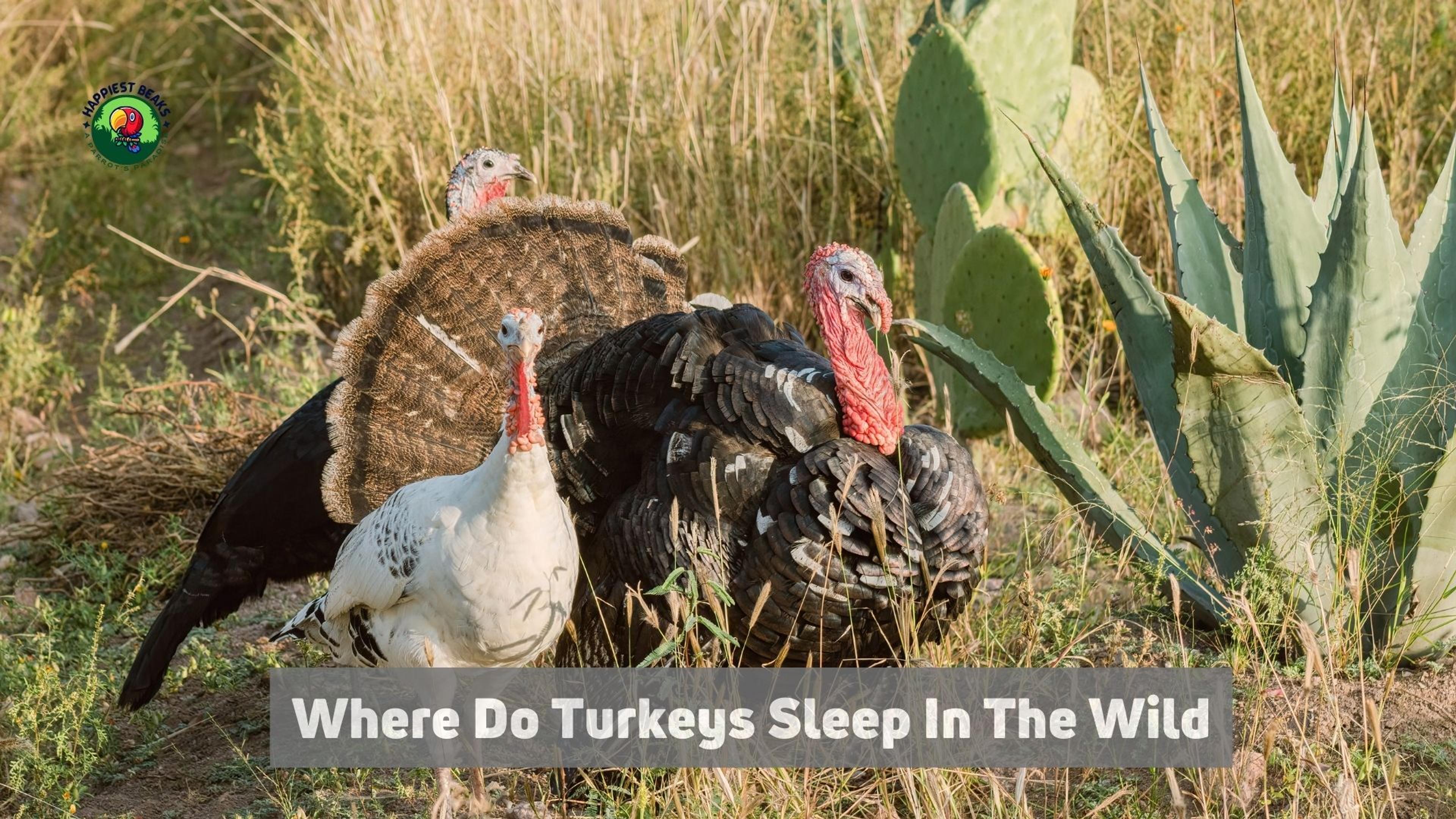 Where Do Turkeys Sleep in the Wild