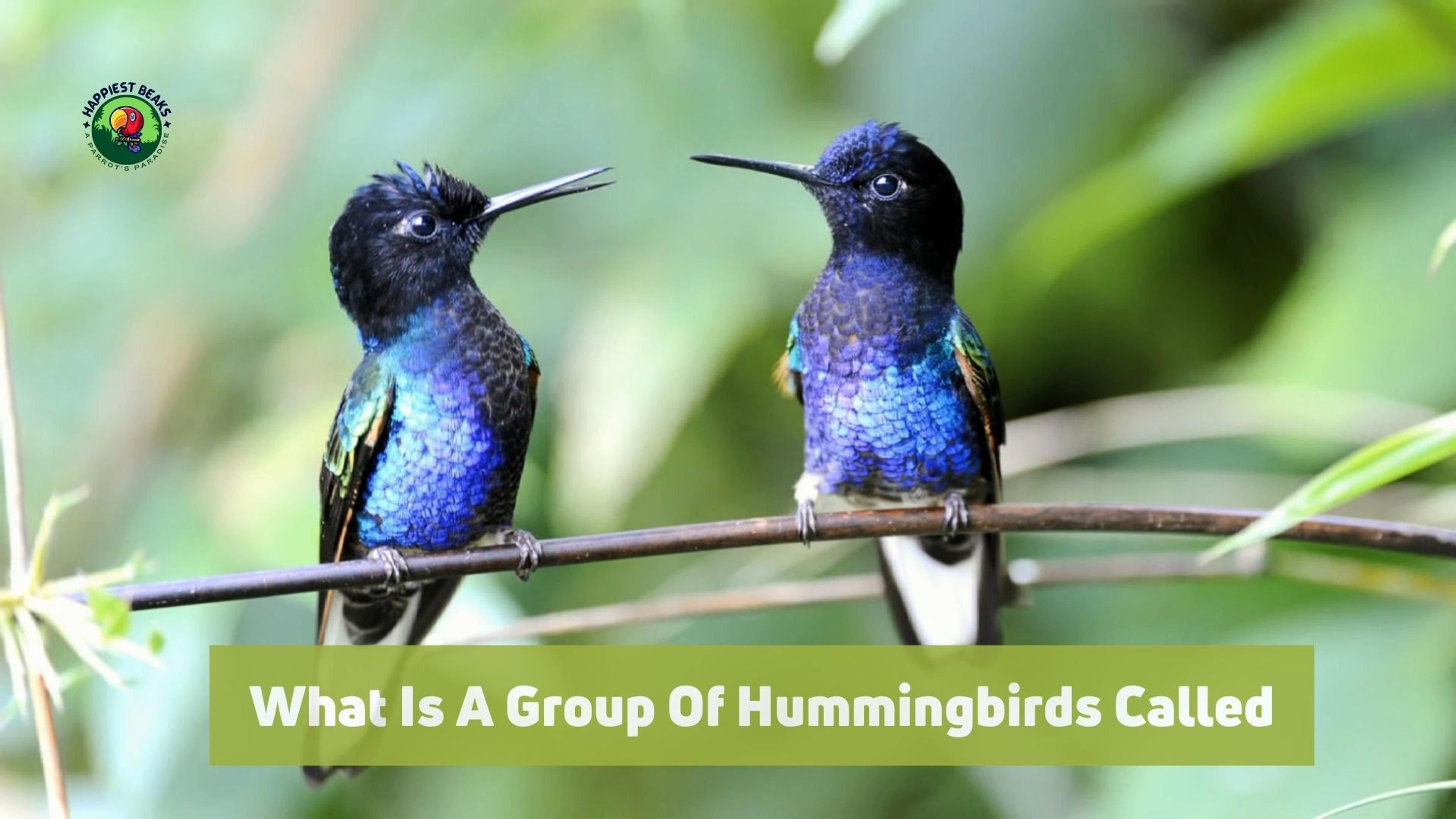What Is A Group Of Hummingbirds Called
