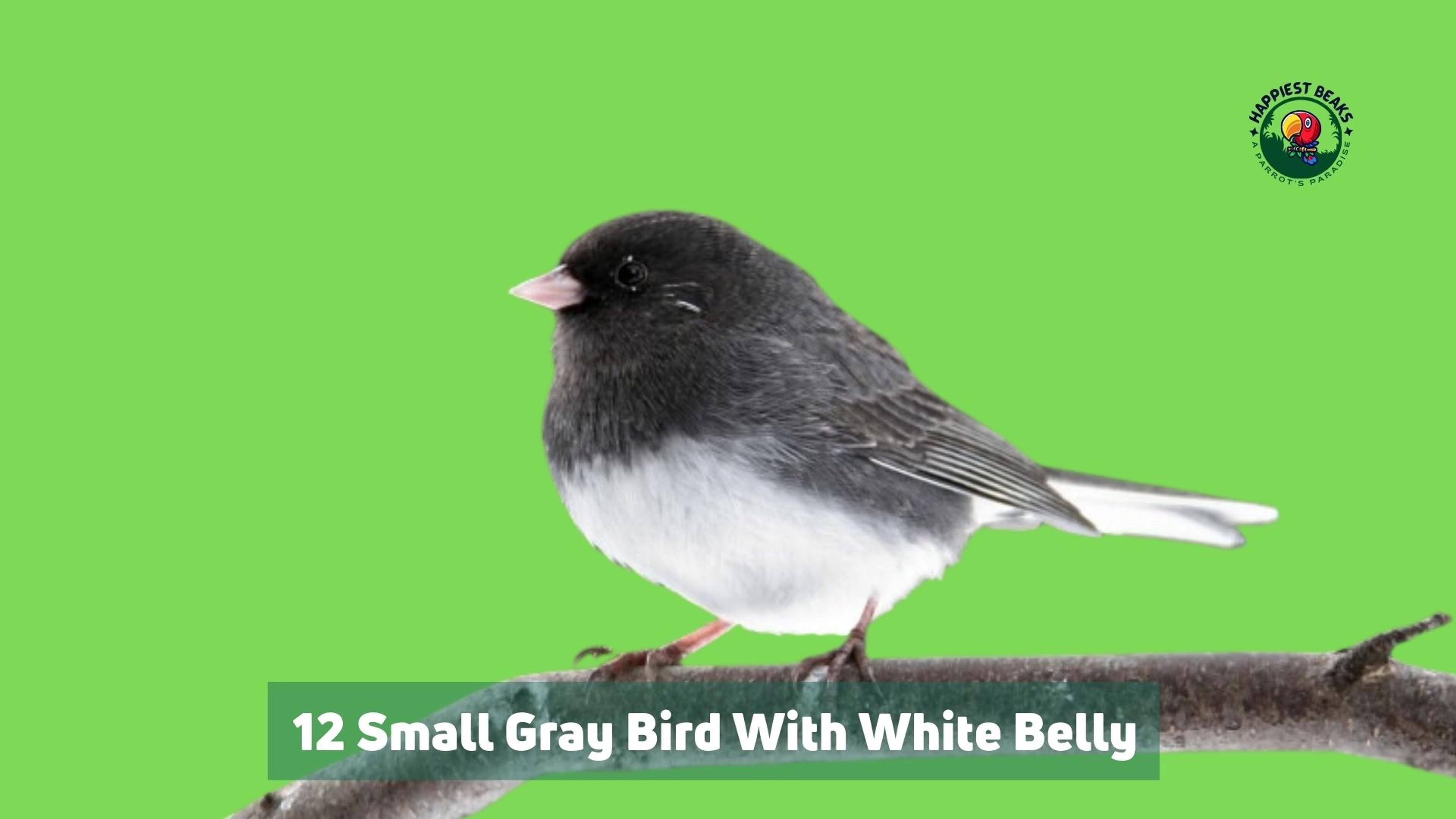 12-Small Grey Bird With White Belly
