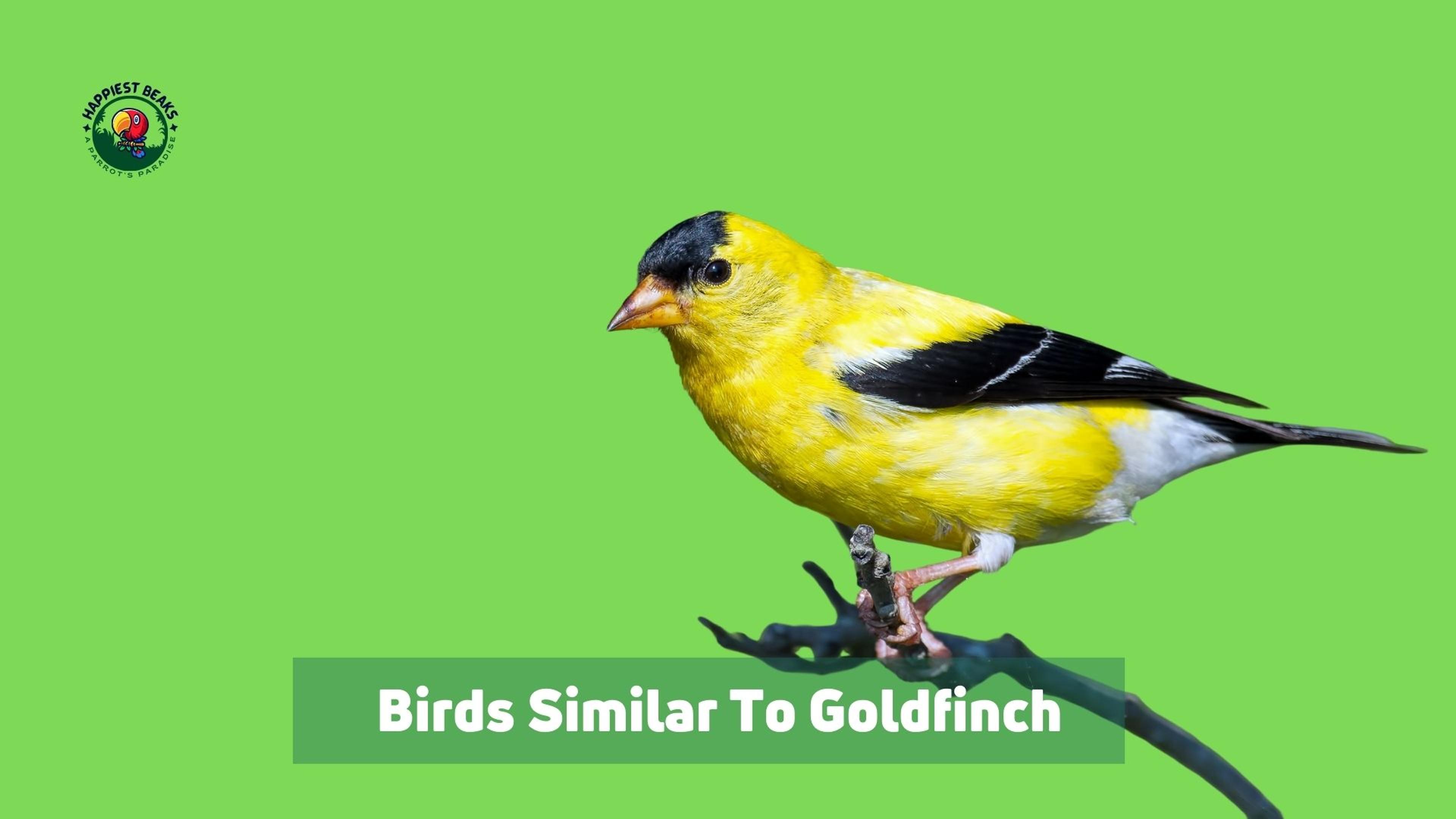 10 Birds Similar To Goldfinch