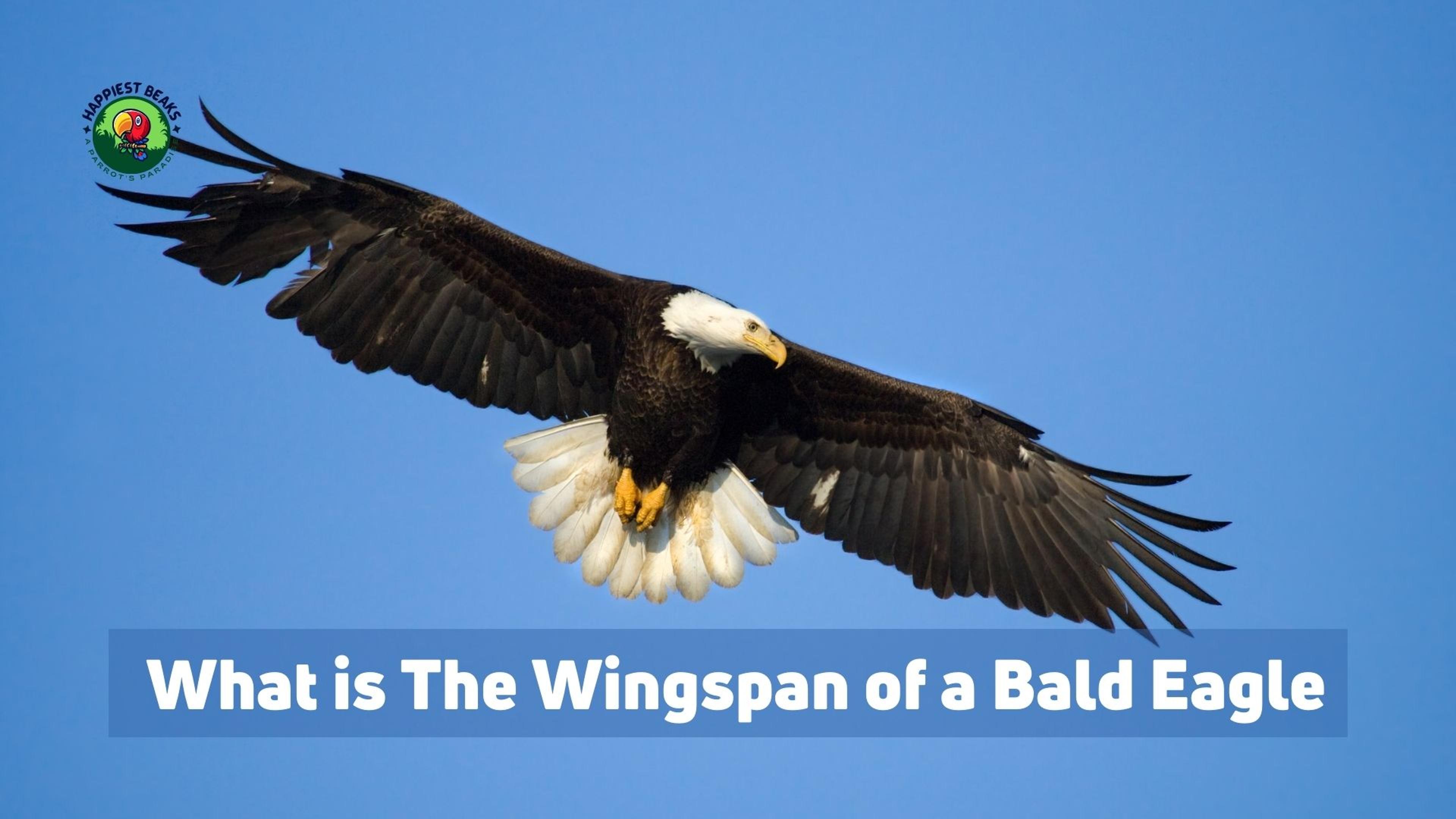 What is The Wingspan of a Bald Eagle