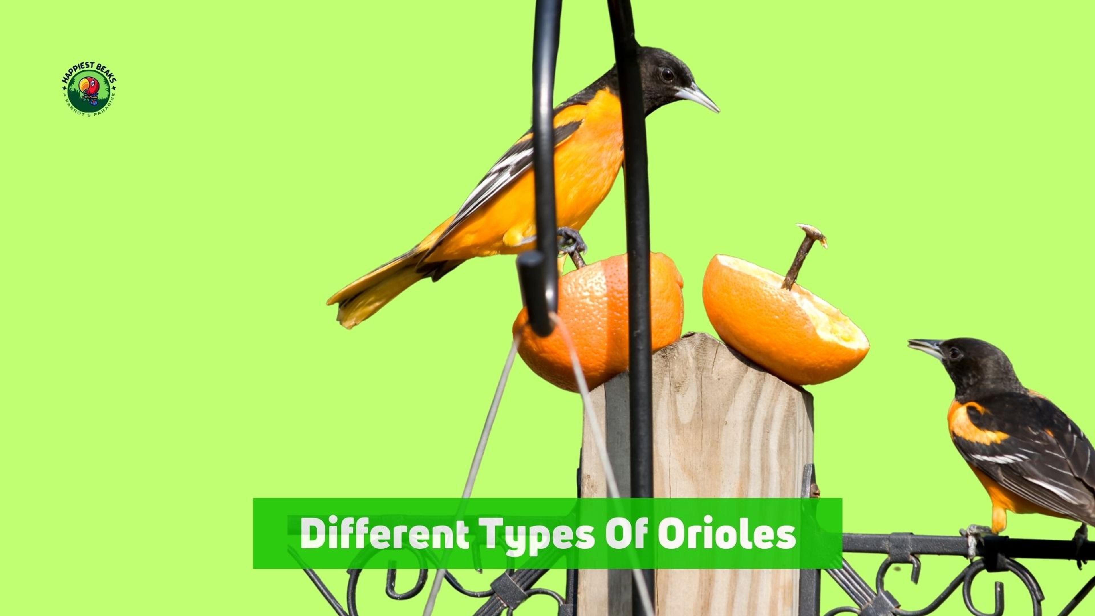 Different Types Of Orioles