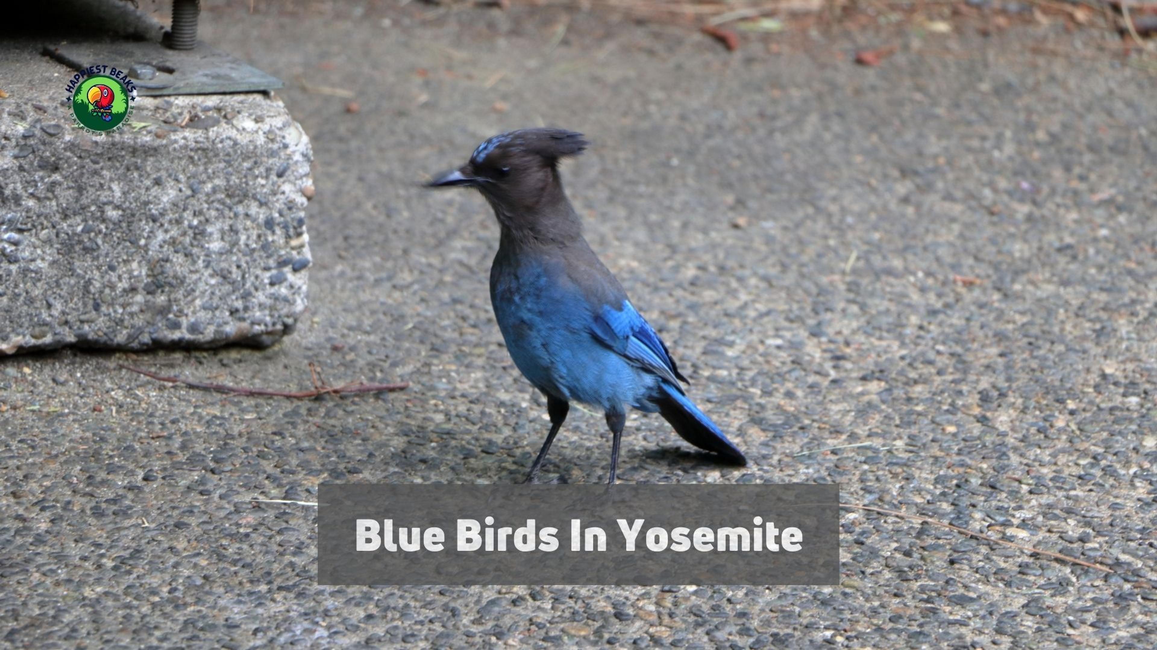Blue Birds in Yosemite