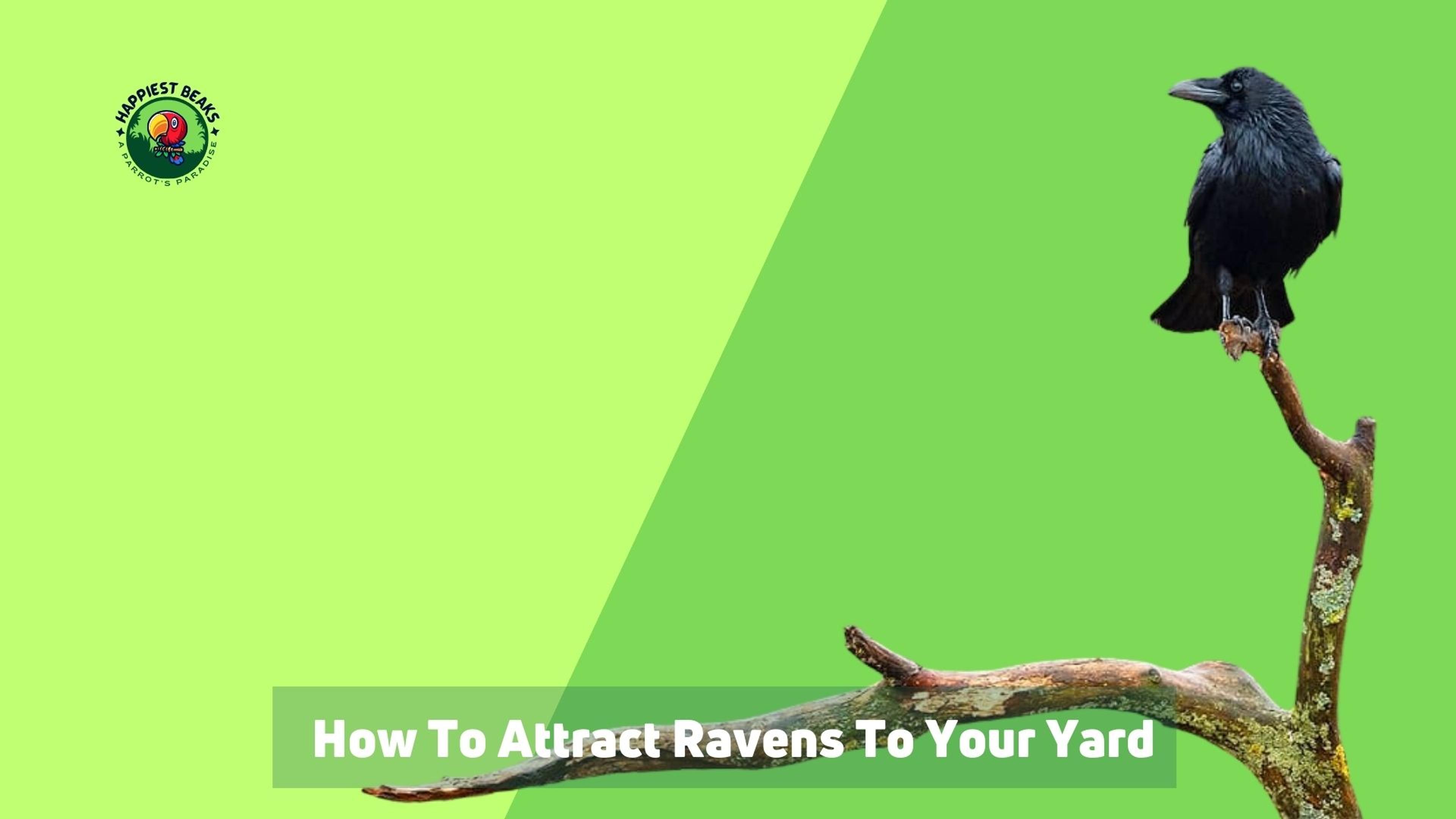 How To Attract Ravens To Your Yard