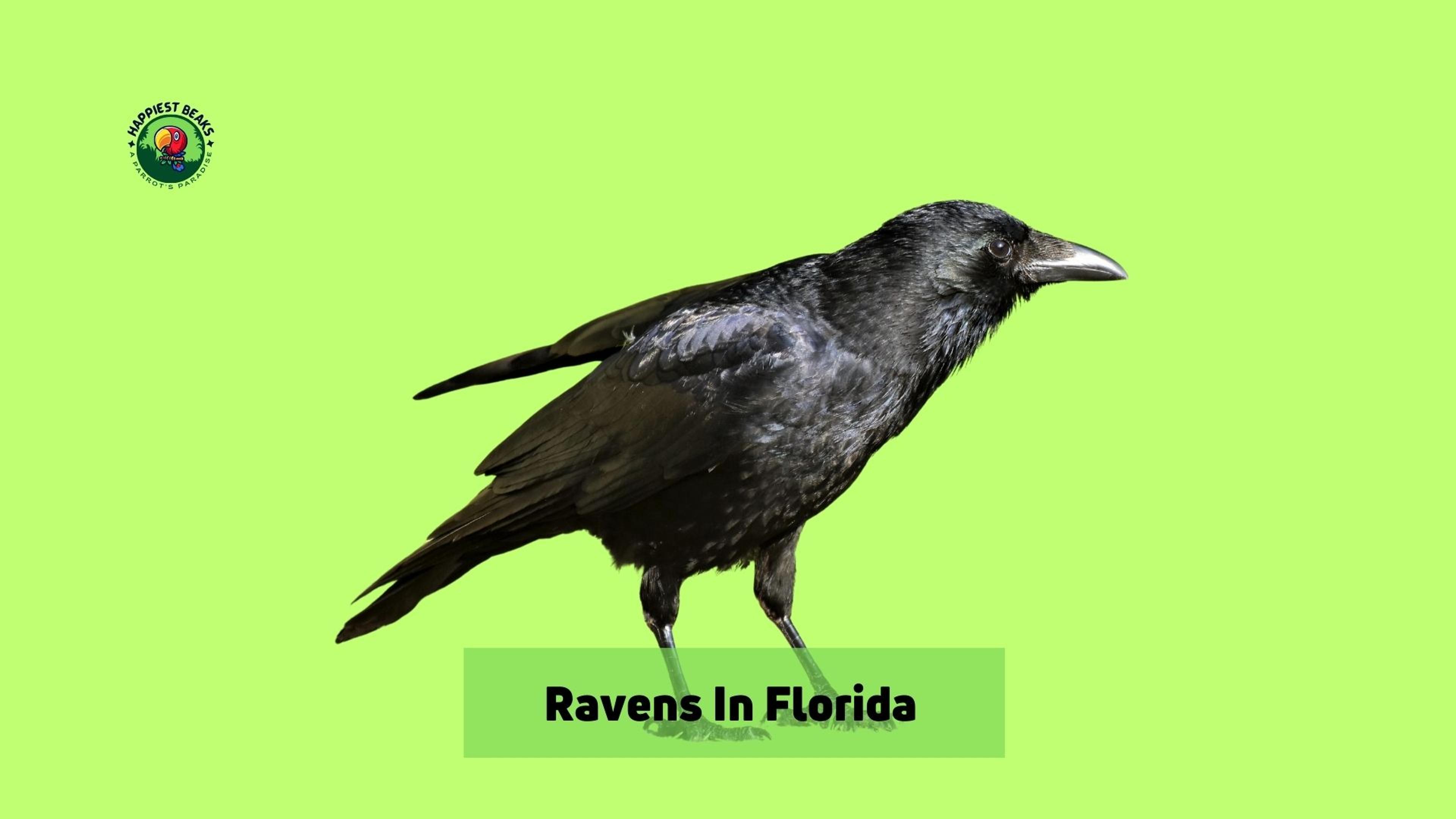 Ravens in Florida