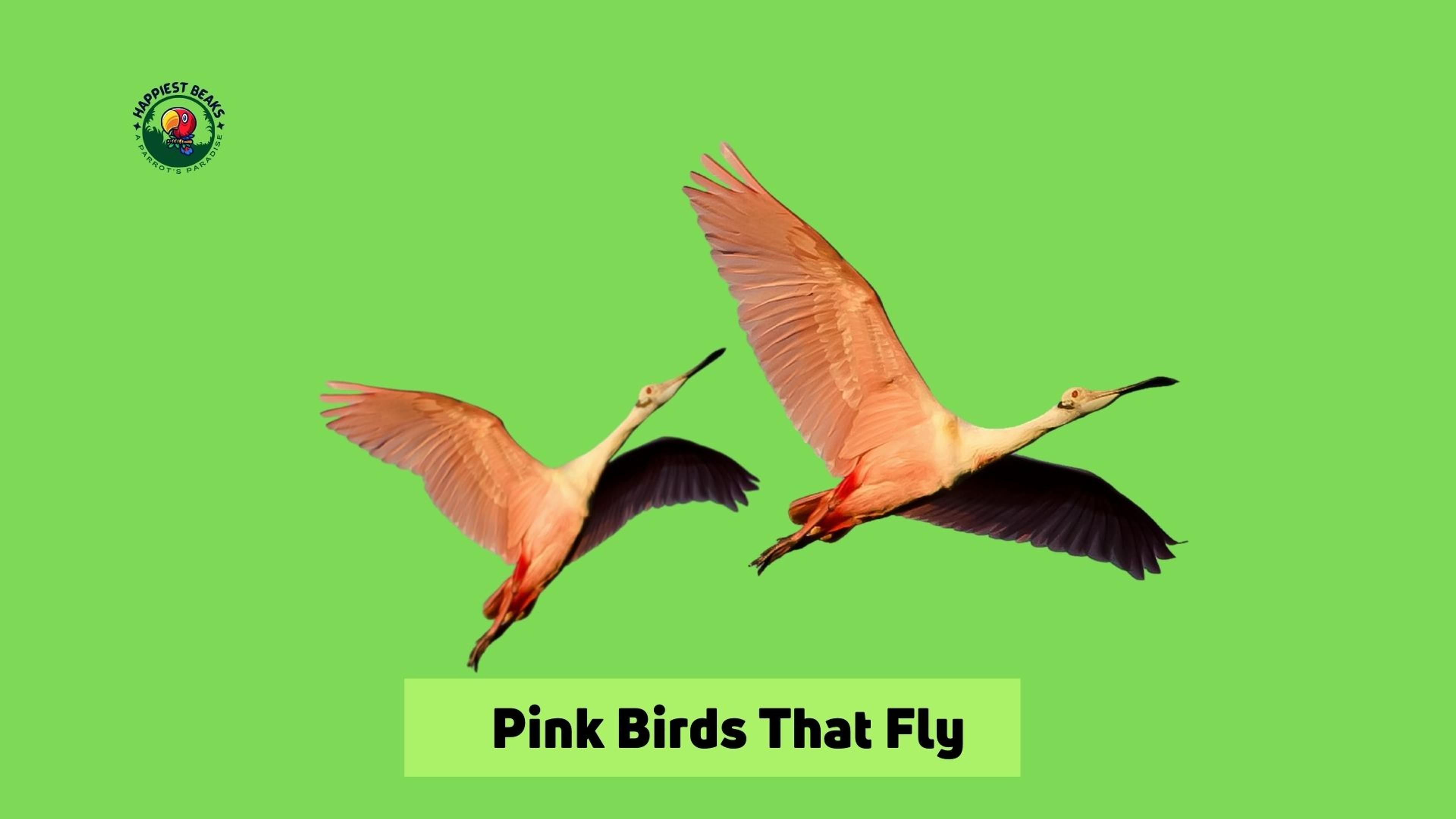 Pink Birds That Fly