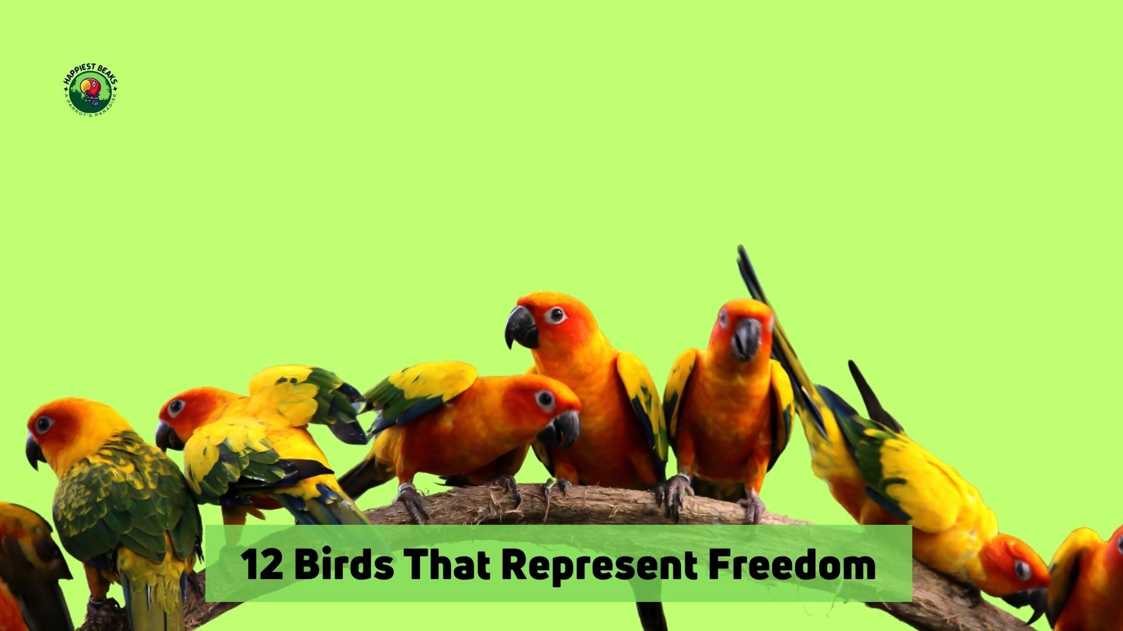 12 Birds That Represent Freedom