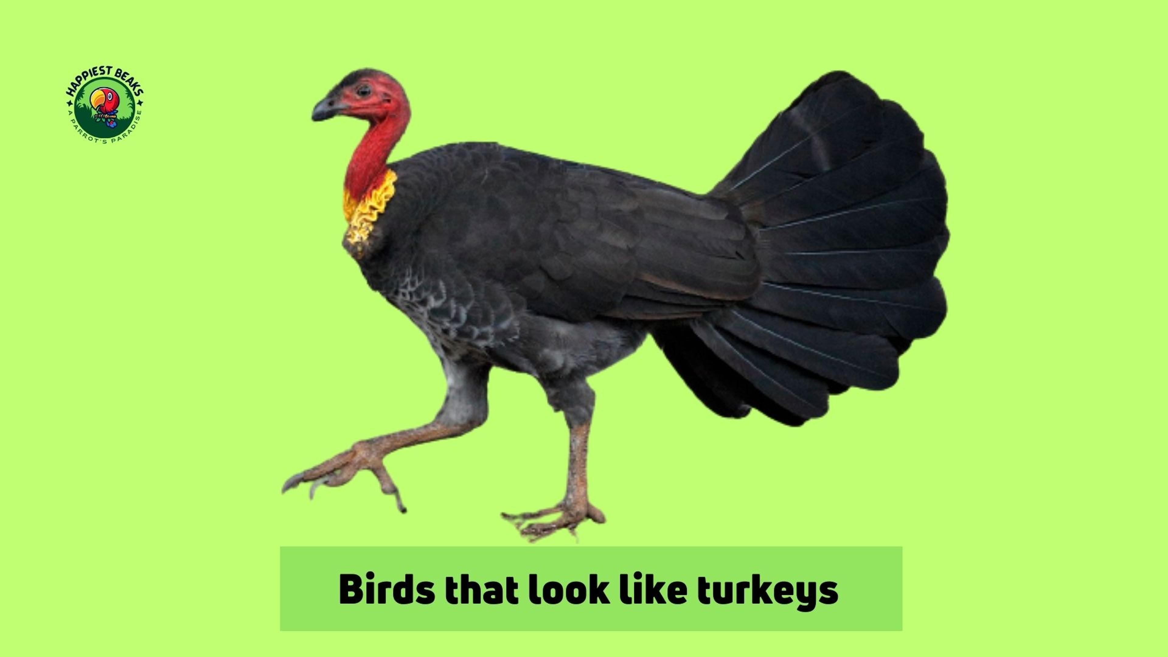 Birds That Look Like Turkeys