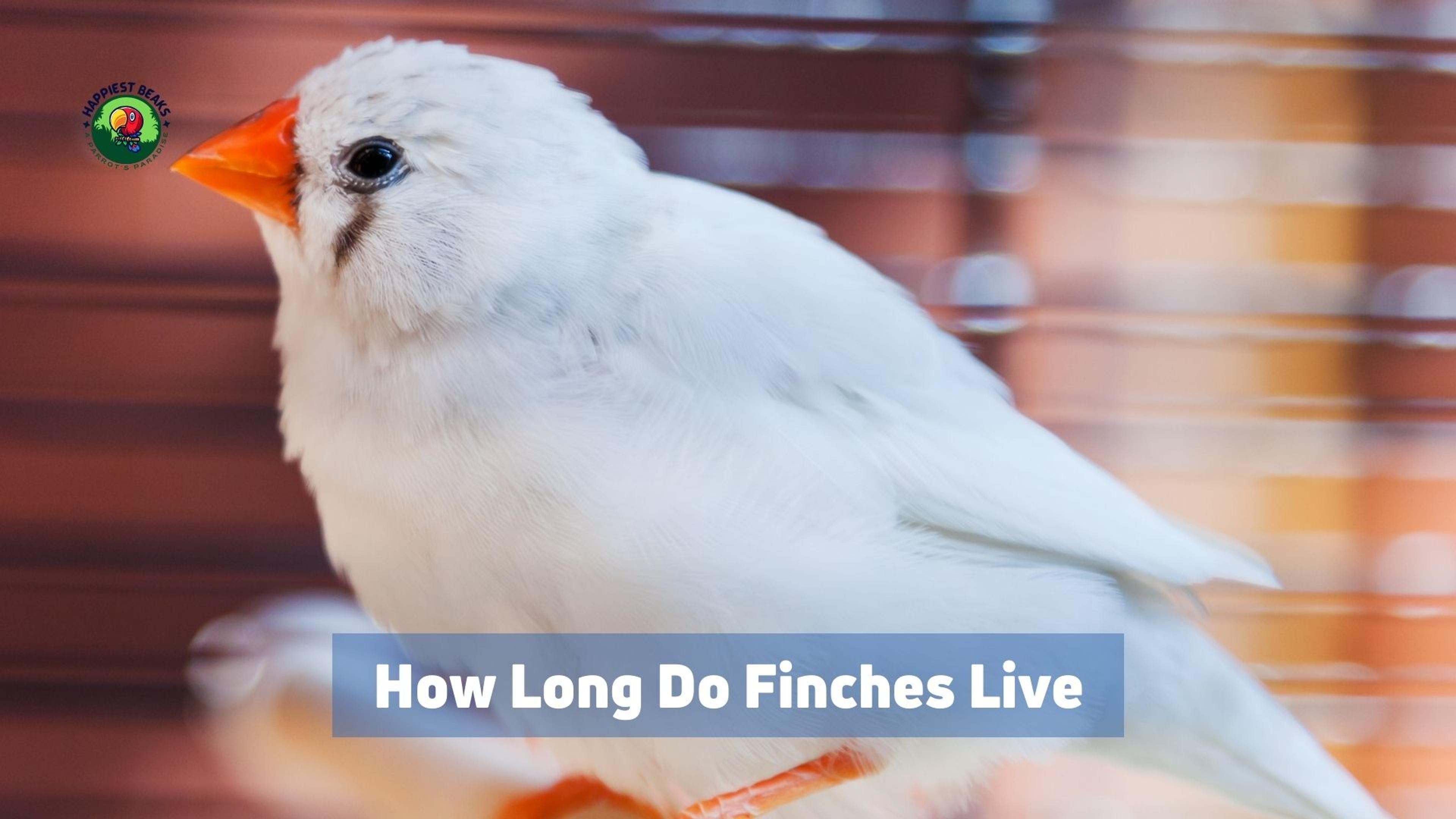 How Long Do Finches Live