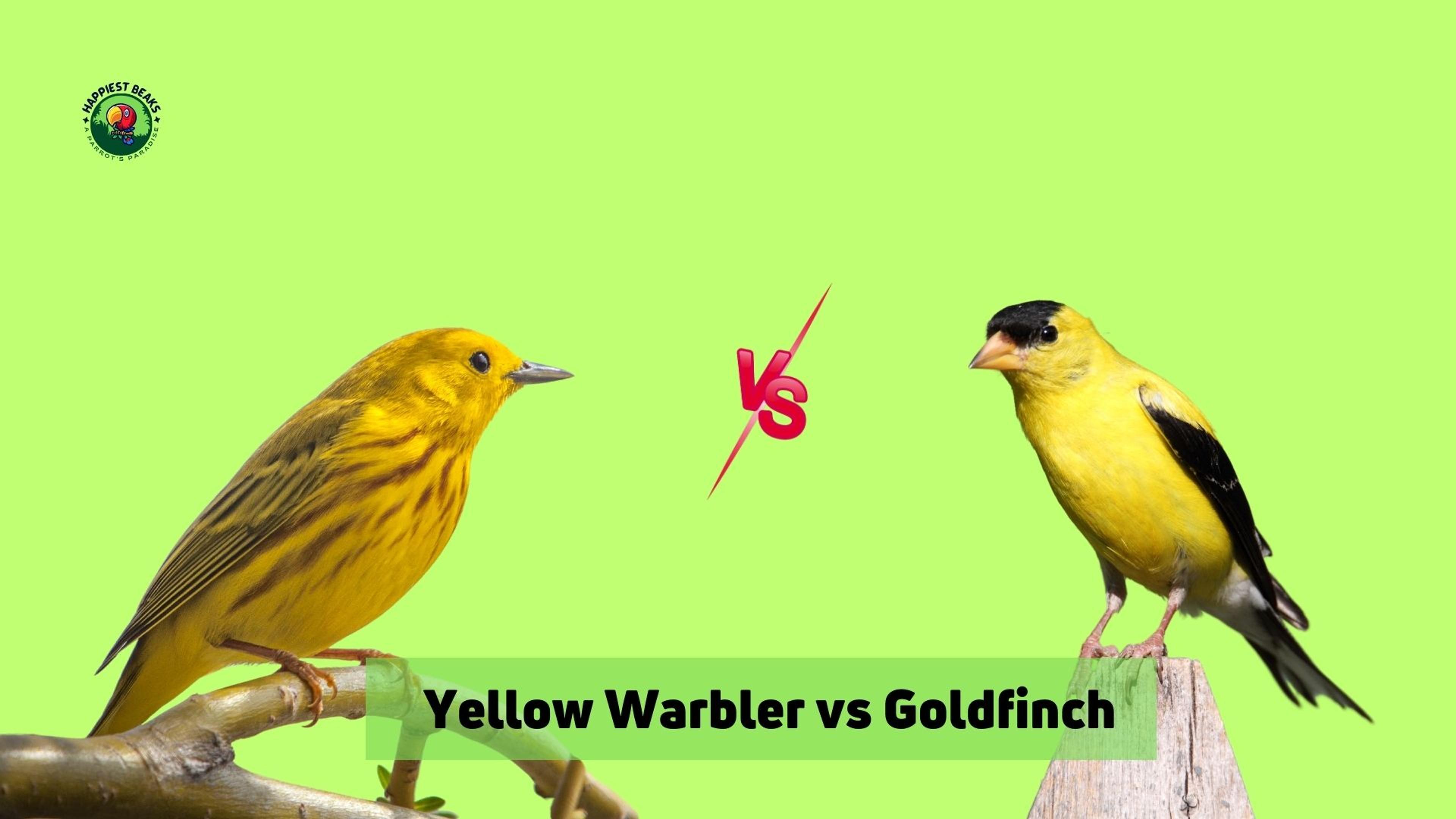 Yellow Warbler vs Goldfinch